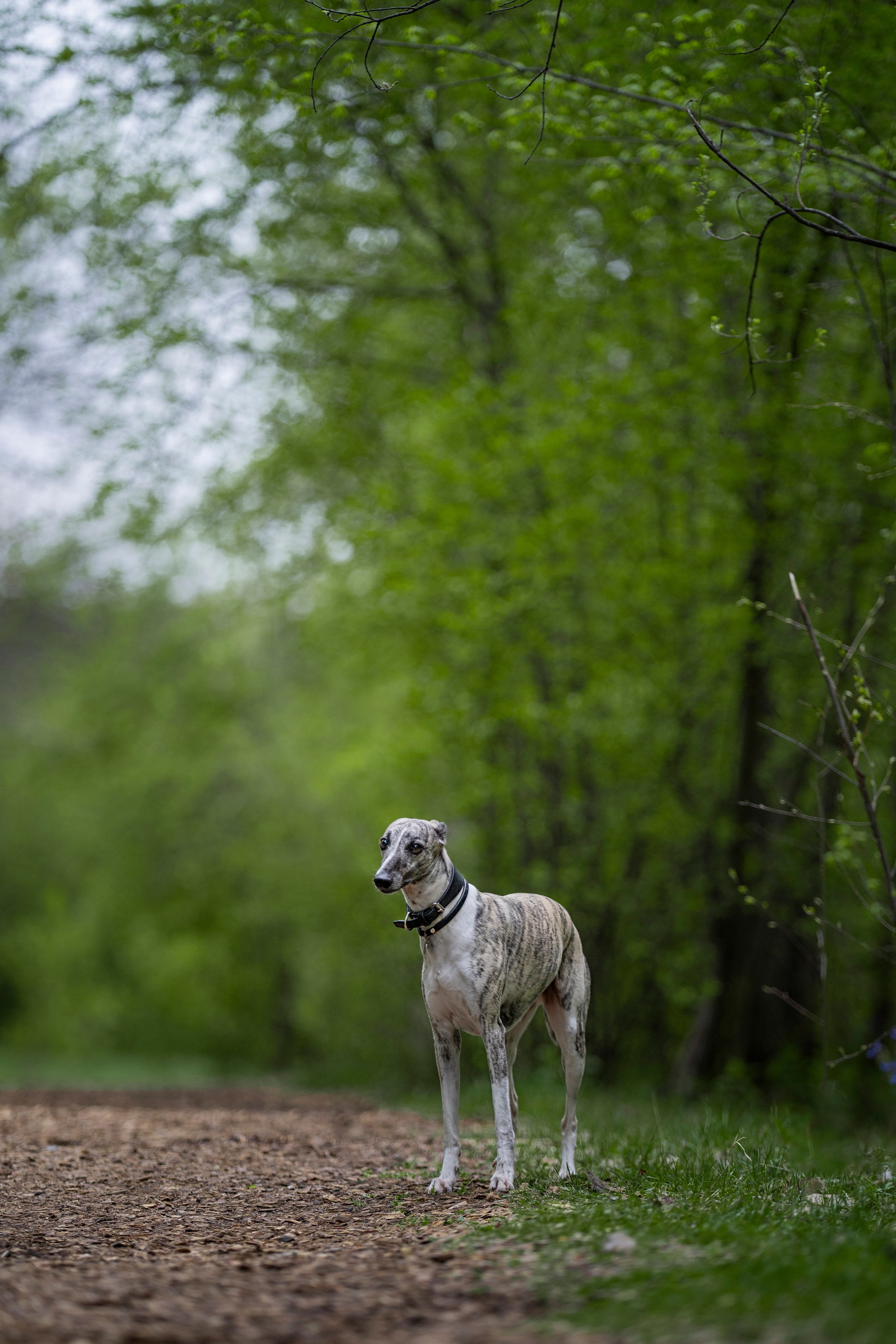 Ольга и ее красивые собаки. Kameramotor74