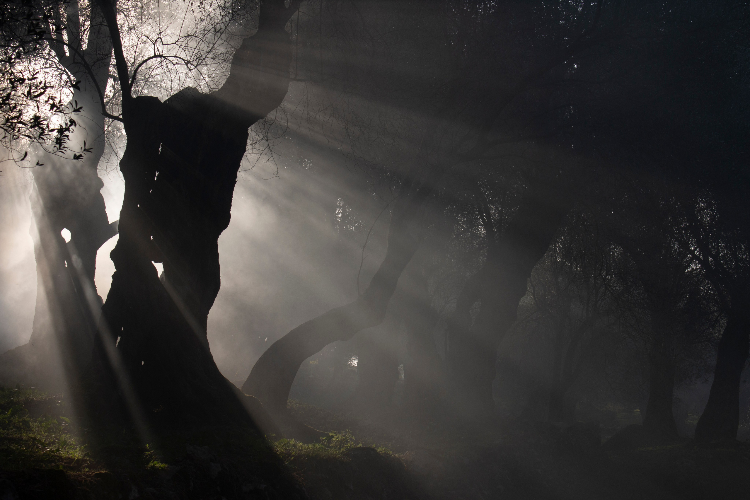 Фото. Фотограф Лагутин Анатолий