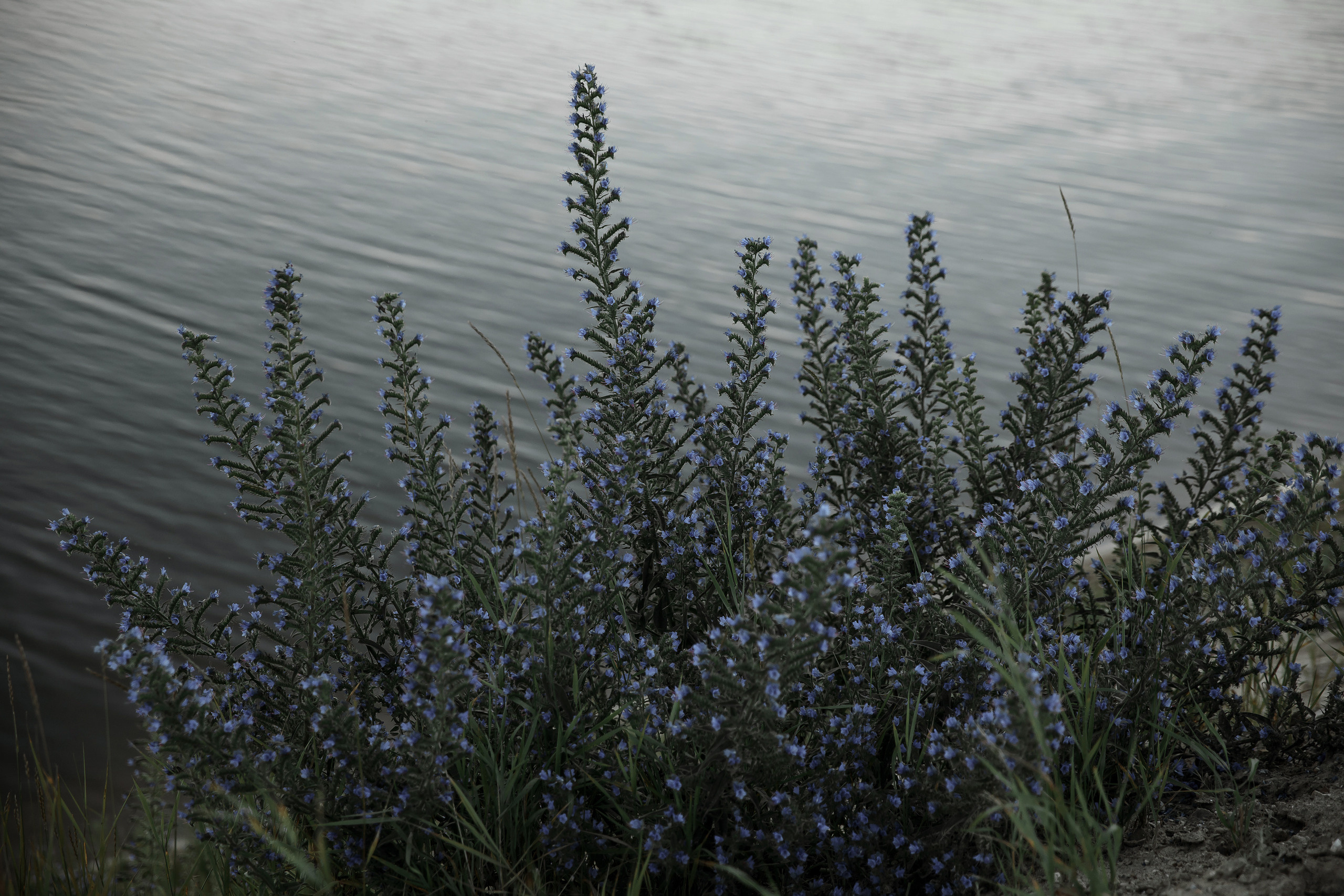 «Ты моя тишина» Константин и Кристина. Свадебный фотограф Колесников Антон