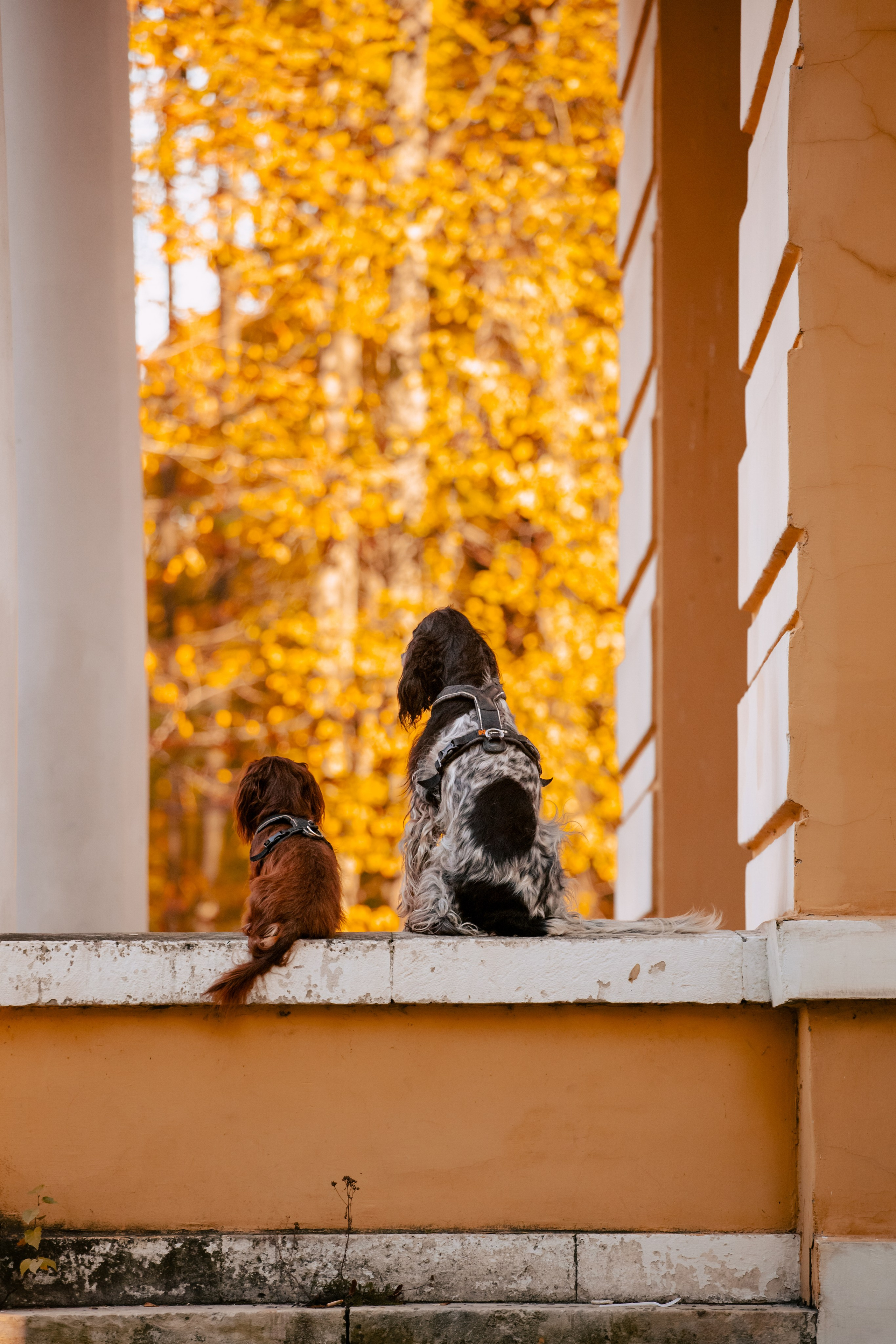 Света, Хайди, Богдана. Фотограф-анималист Татьяна Степанова