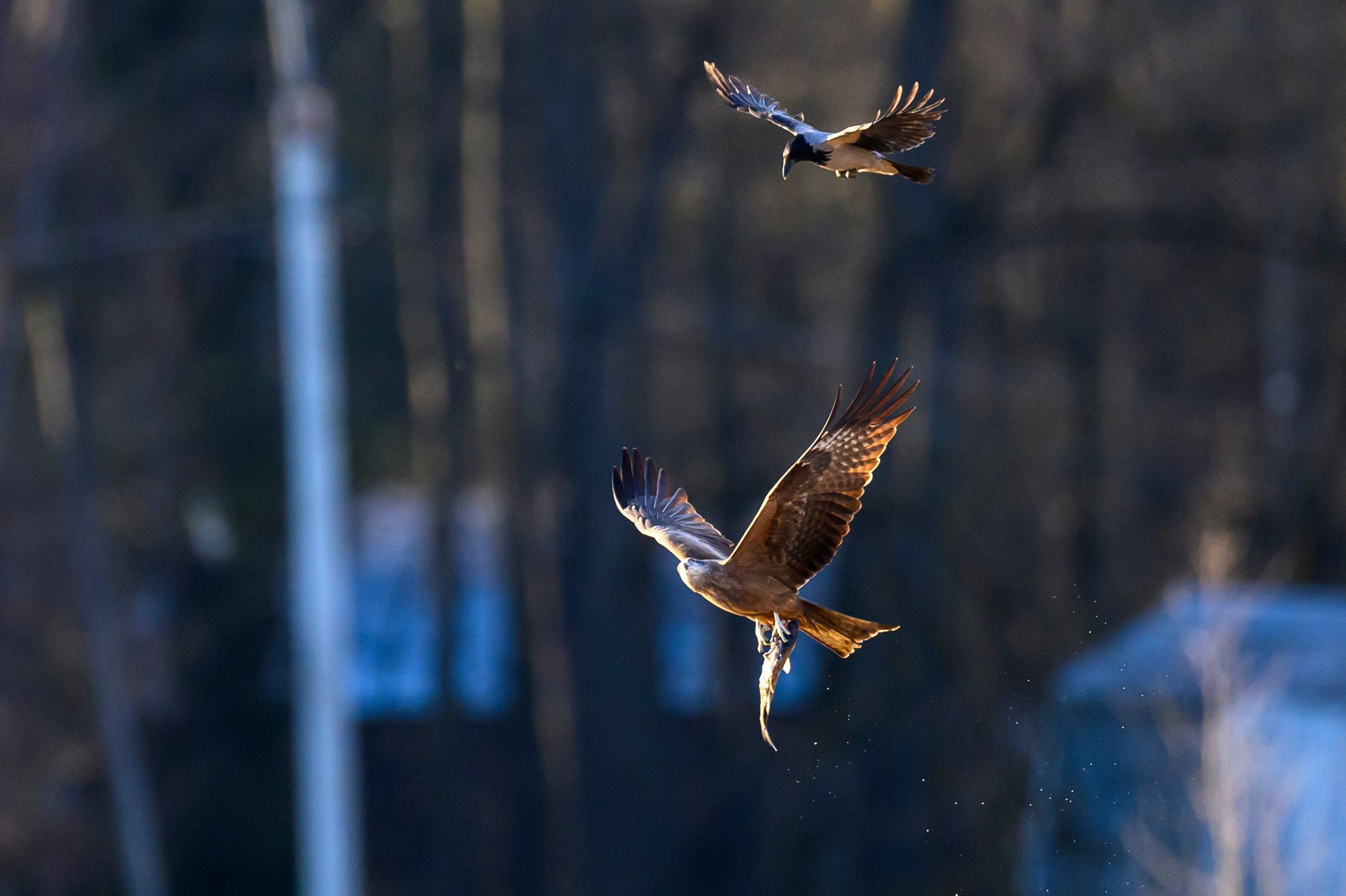 Вороны отжали рыбу у коршуна. Wildlife photography by Sergey Puponin