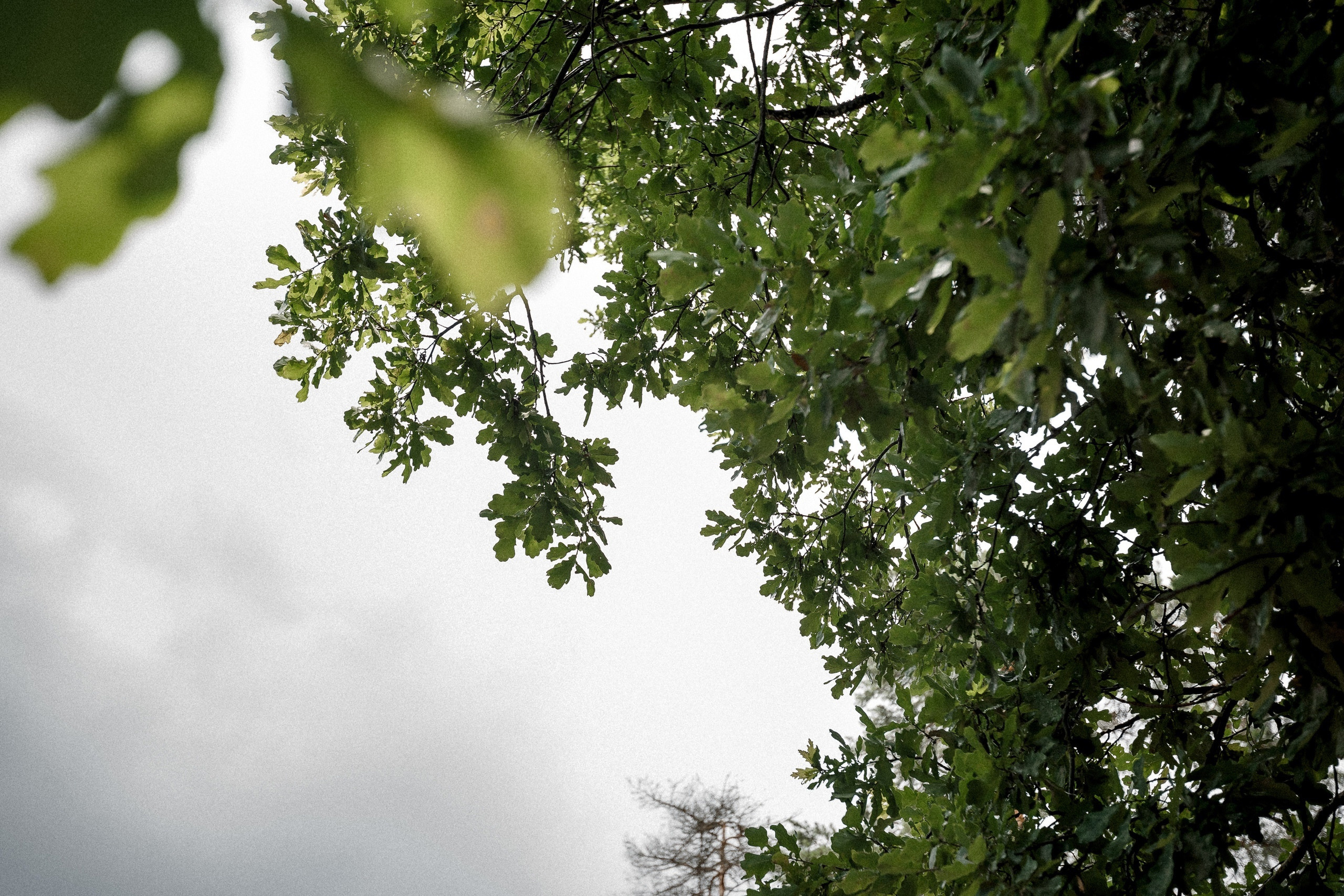 Анастасия и Андрей. Фотограф Петр Капралов