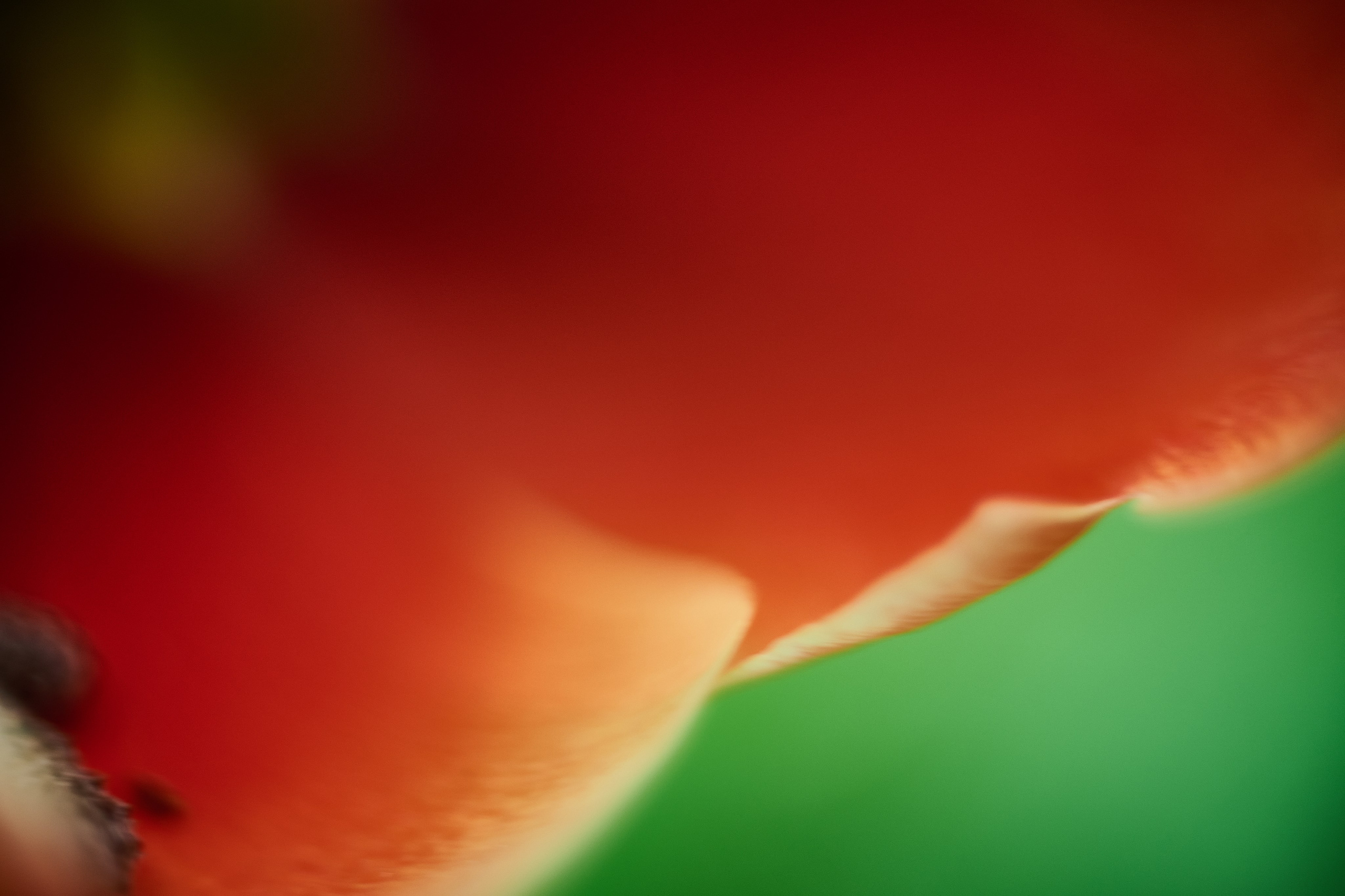 Фотографии весенних цветов. Фотограф Роман Адлер. Фотограф Роман Адлер