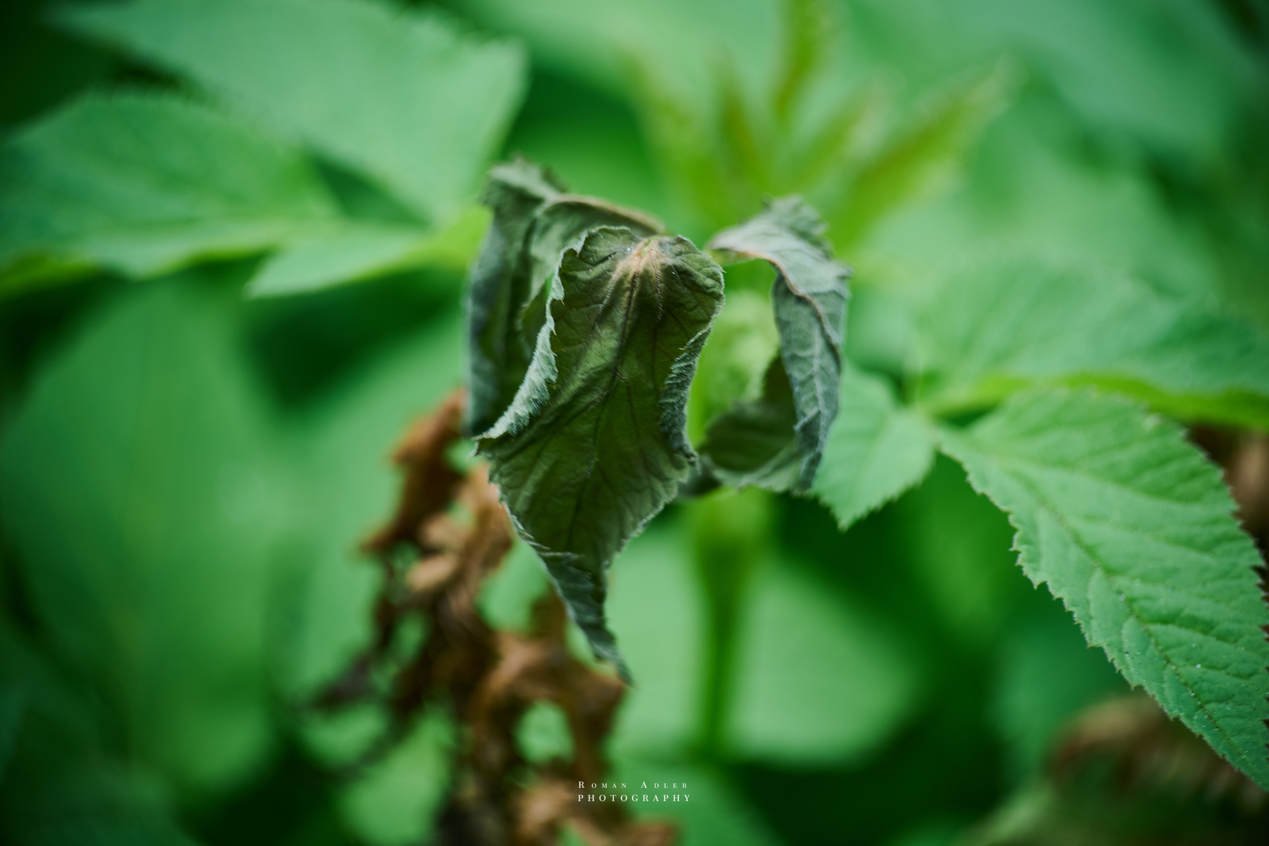 Фотографии весенних цветов. Фотограф Роман Адлер. Фотограф Роман Адлер