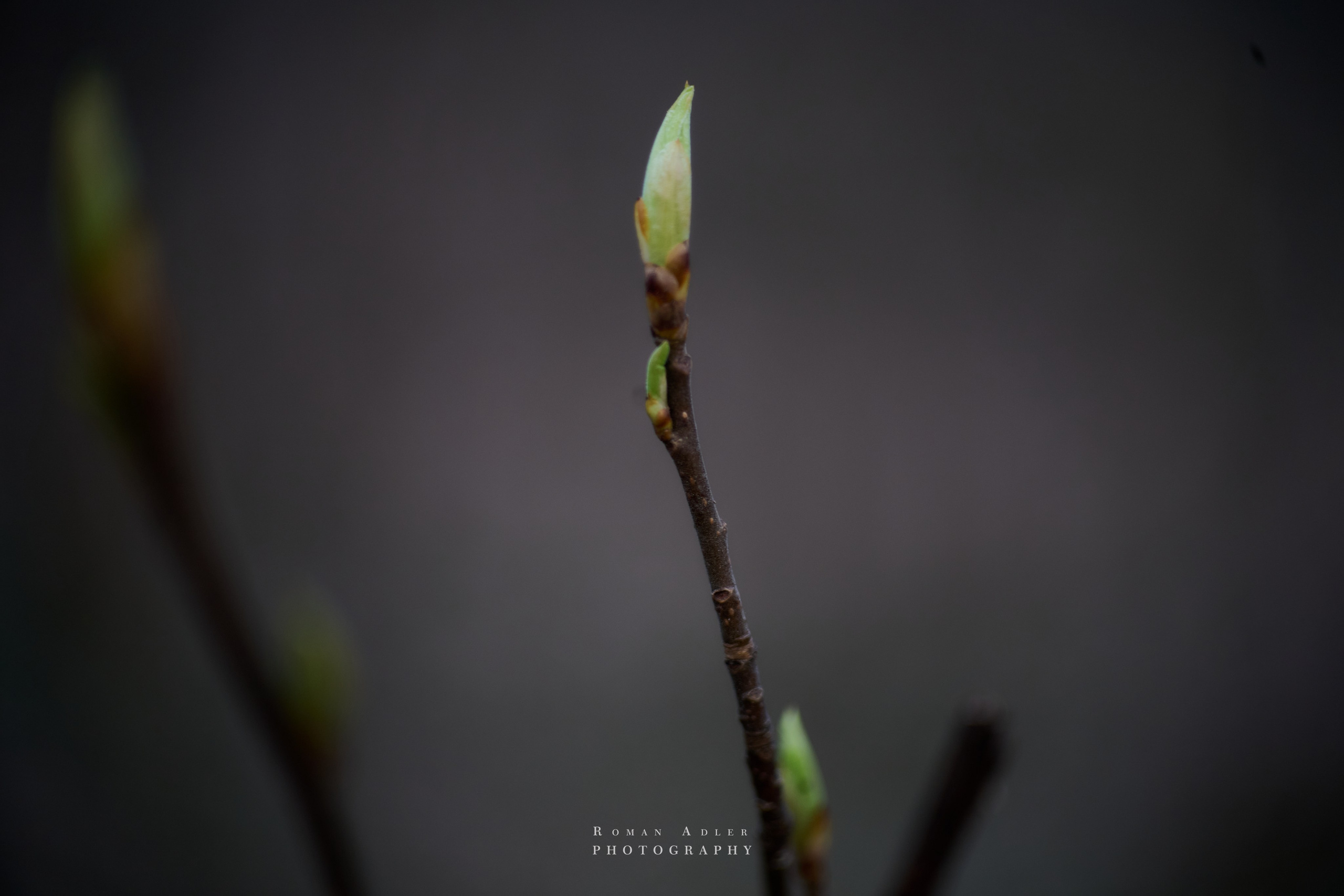 Весна. Москва 2025. Фотограф Роман Адлер