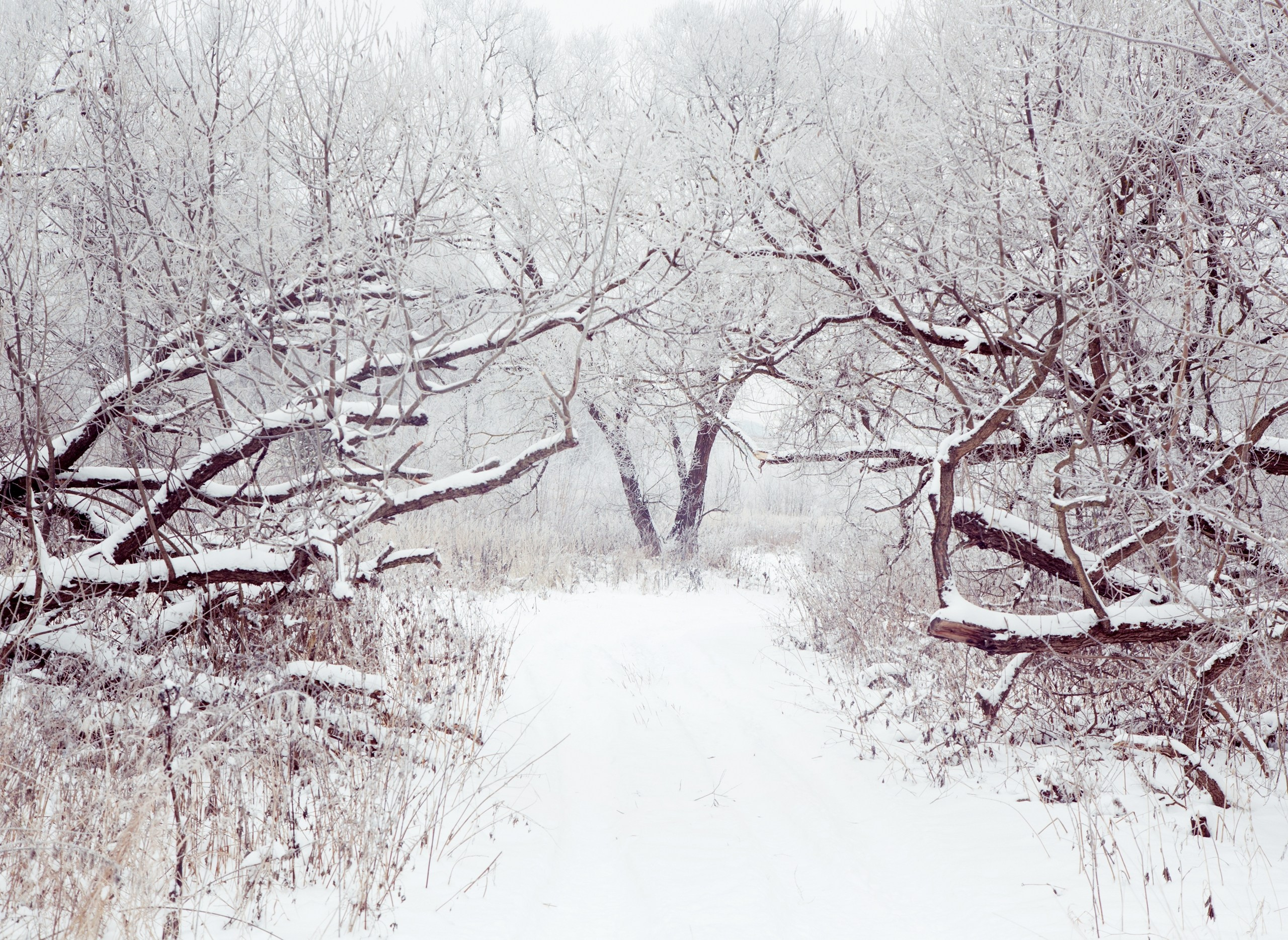 Средняя полоса России. Фотограф Владимир Медведев