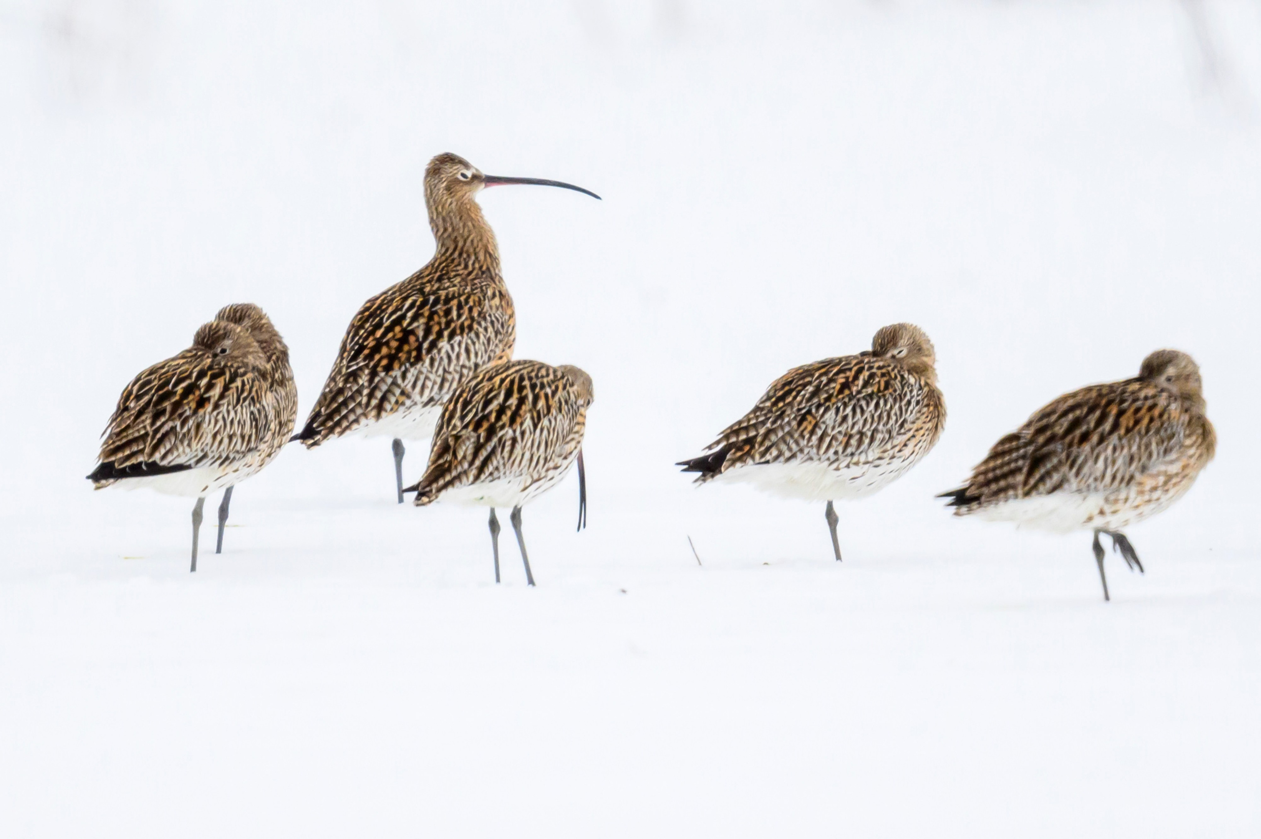 Большой кроншнеп. Фотограф Сергей Пупонин