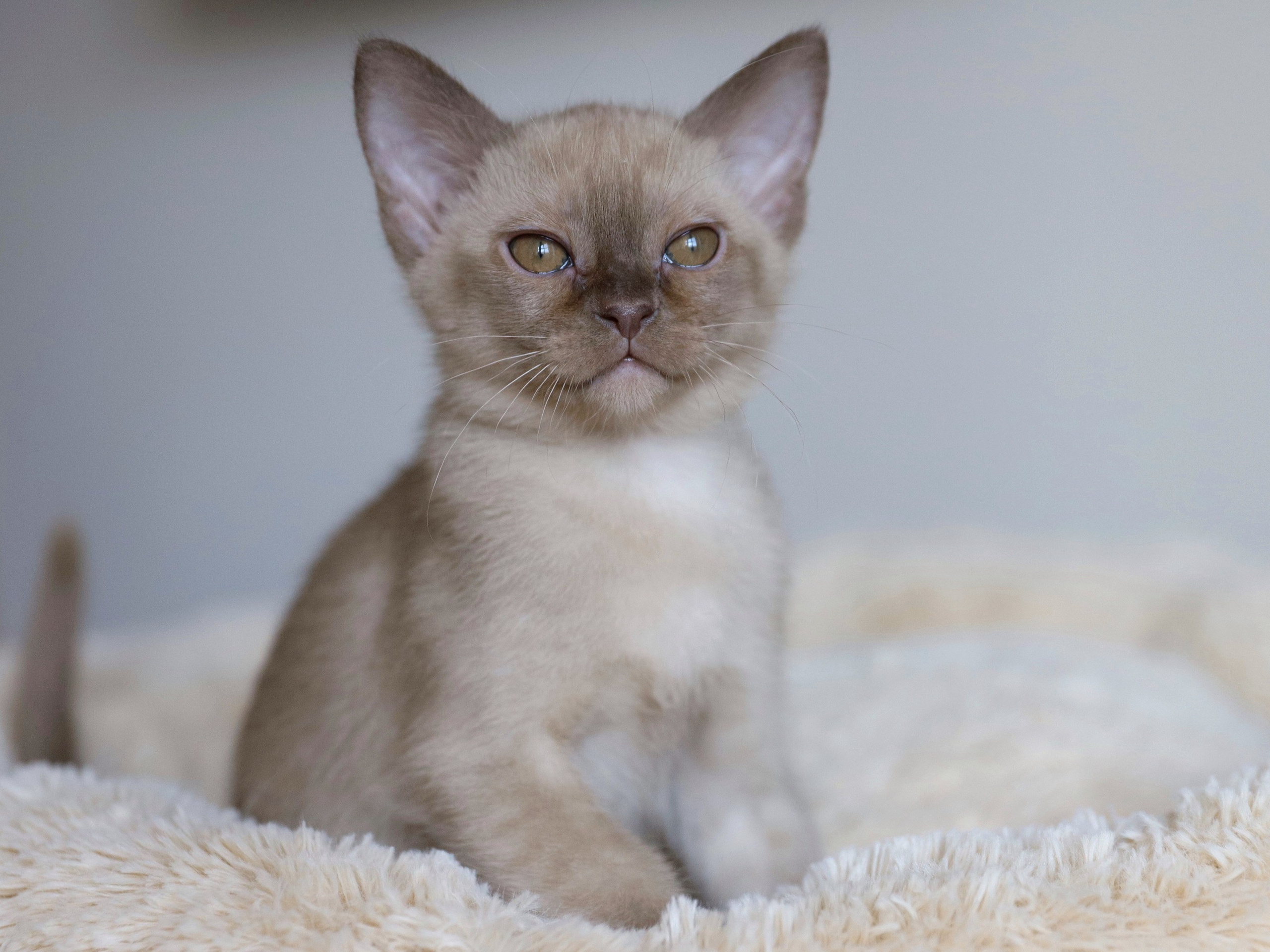 Caesar. Питомник «Bouncy Life»