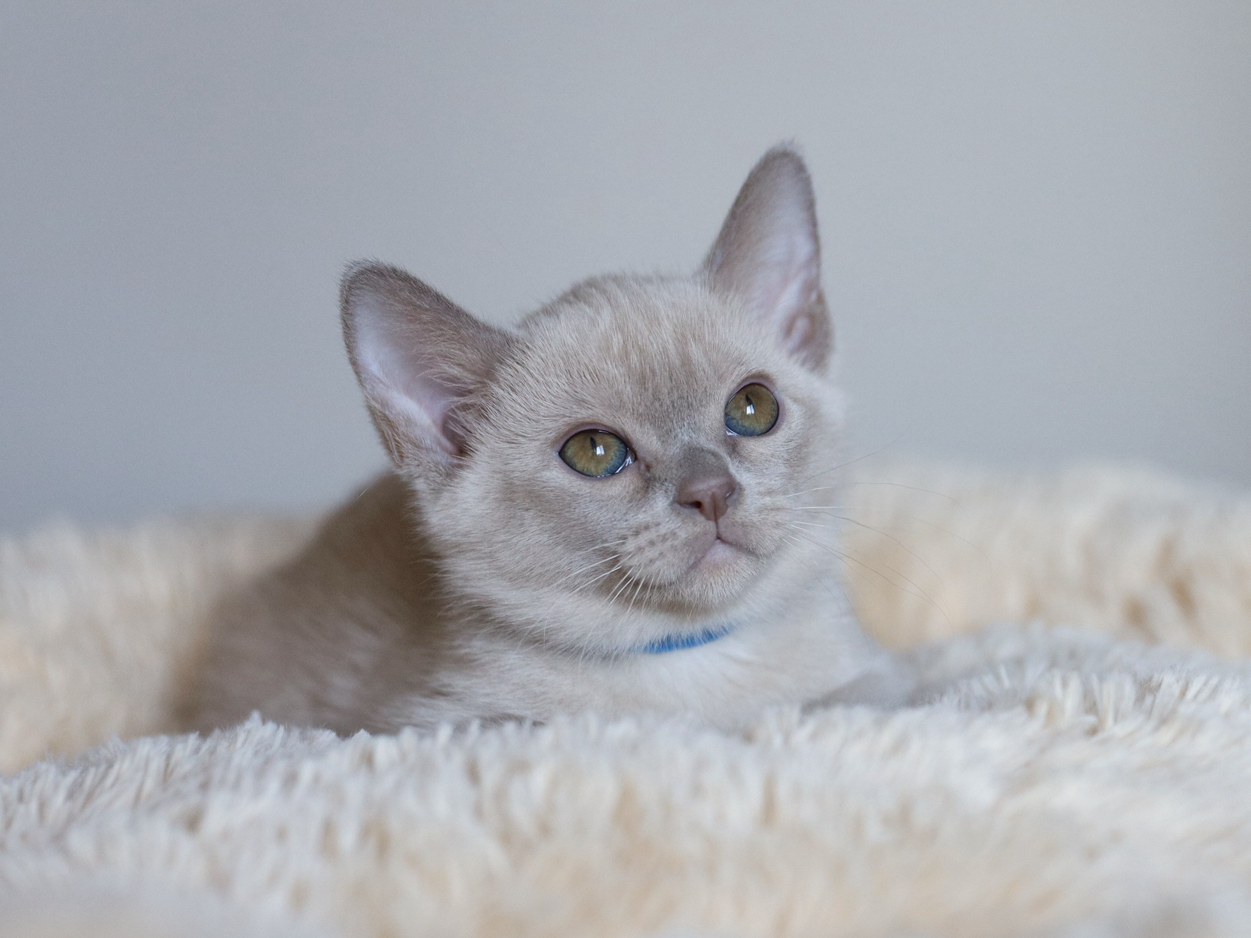 Christopher. Питомник «Bouncy Life»