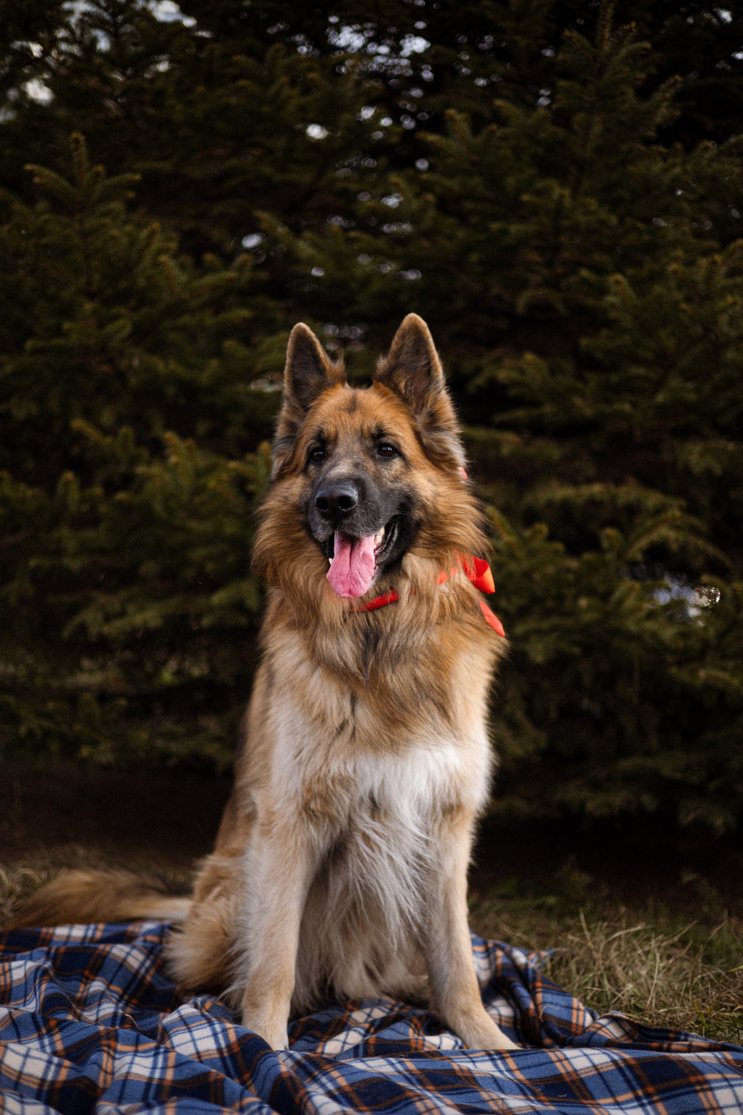 Маша и Маршал. Фотограф — анималист Владивосток, Алина