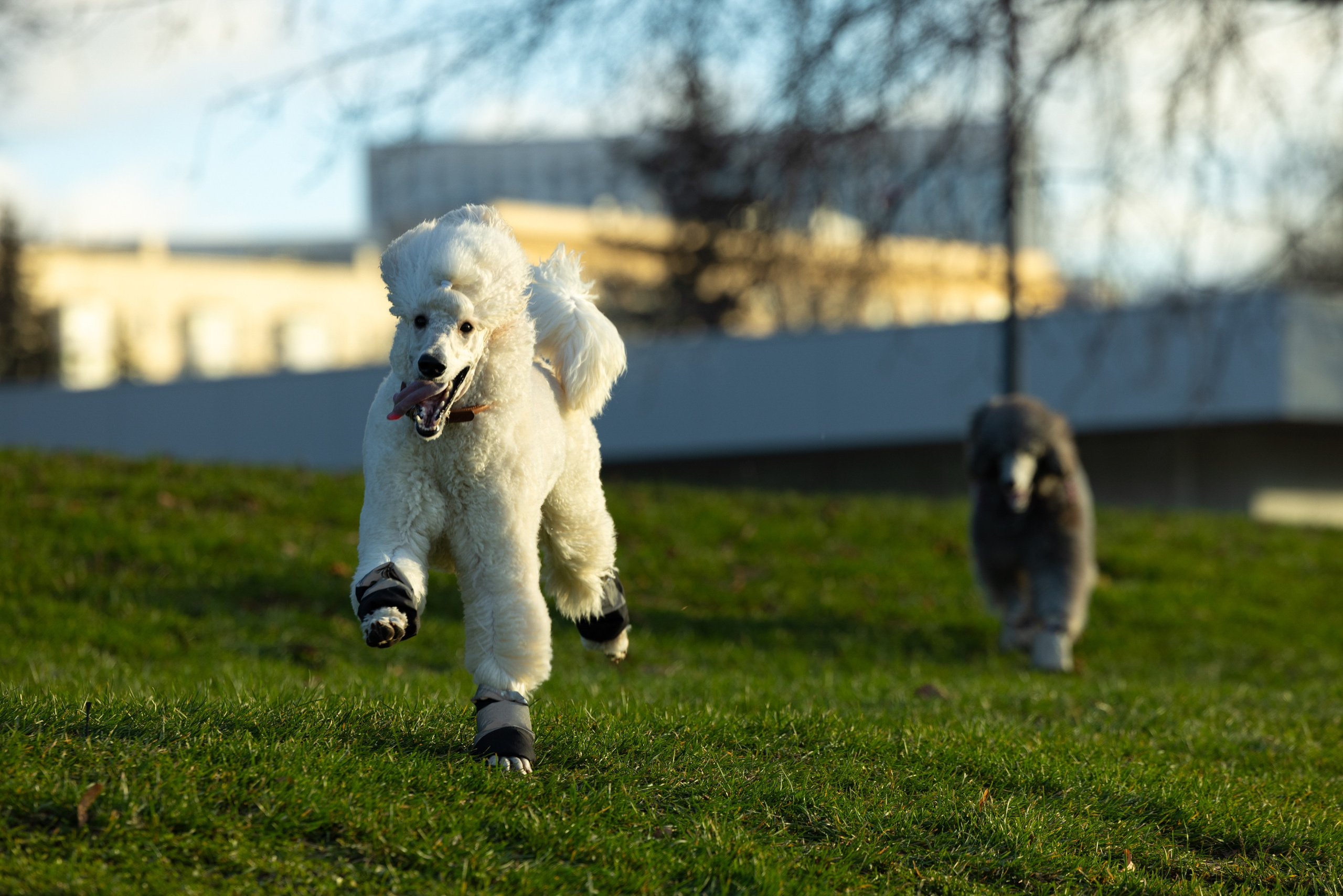 Клуб грумеров (прогулка и семинары). Виктория Зудина — фотограф в Москве