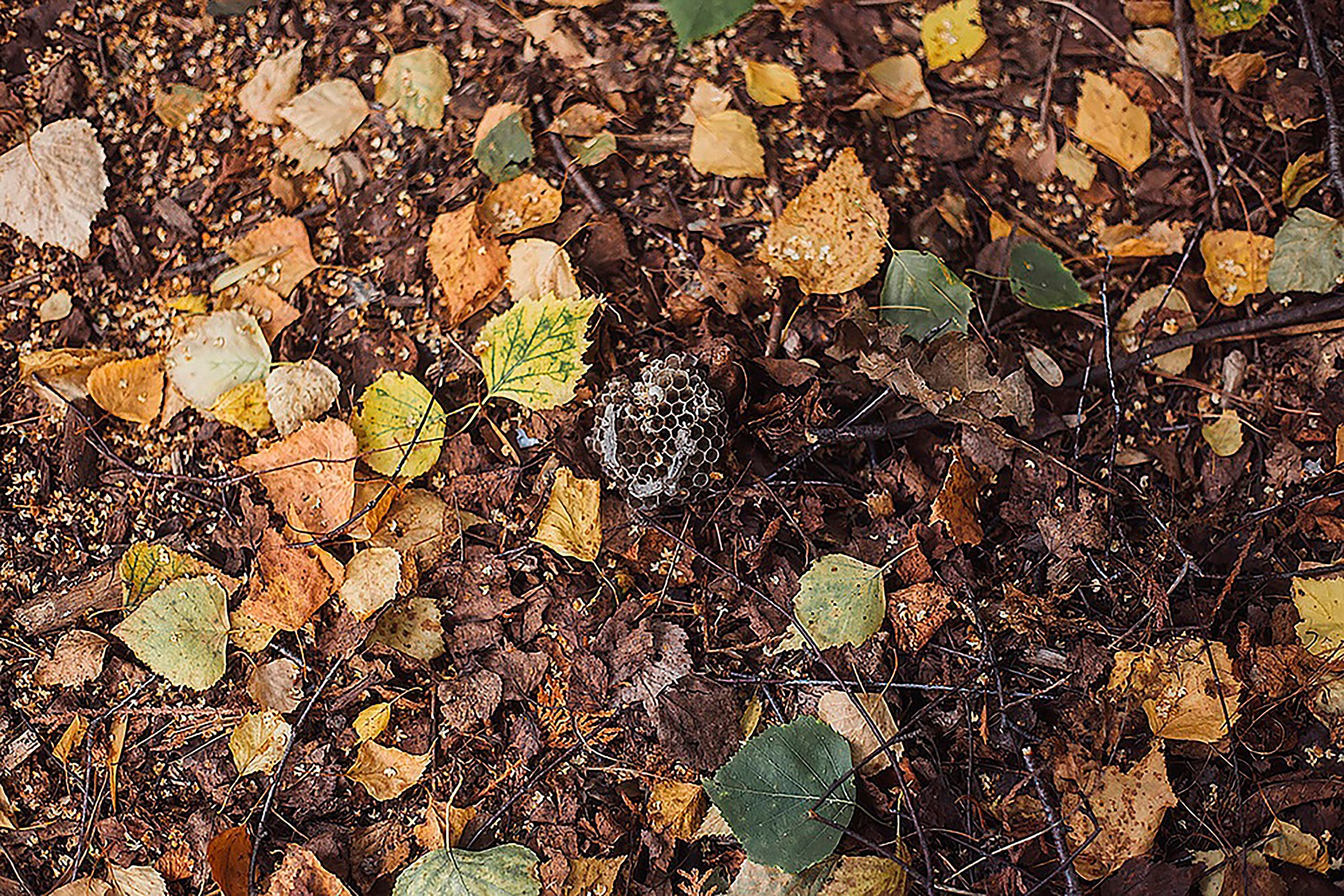 Дендрарий. Детский и семейный фотограф, фотограф мероприятий Нижний Новгород