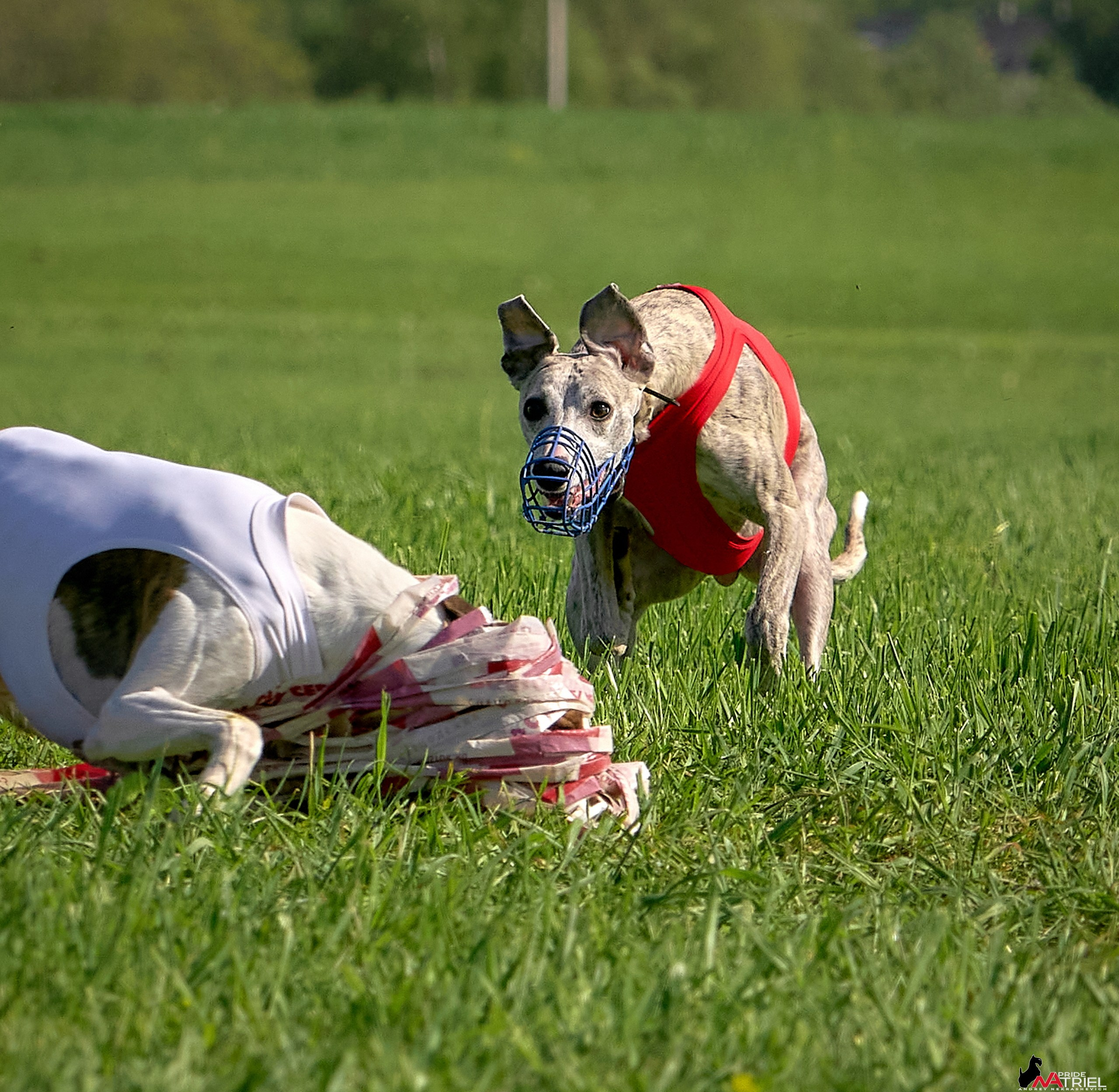 Съемка курсинг — галерея NATRIEL