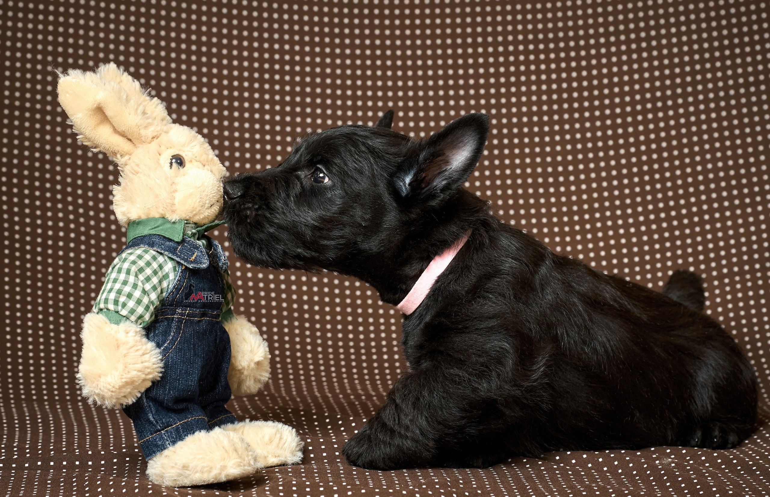 Щенки дома — галерея NATRIEL