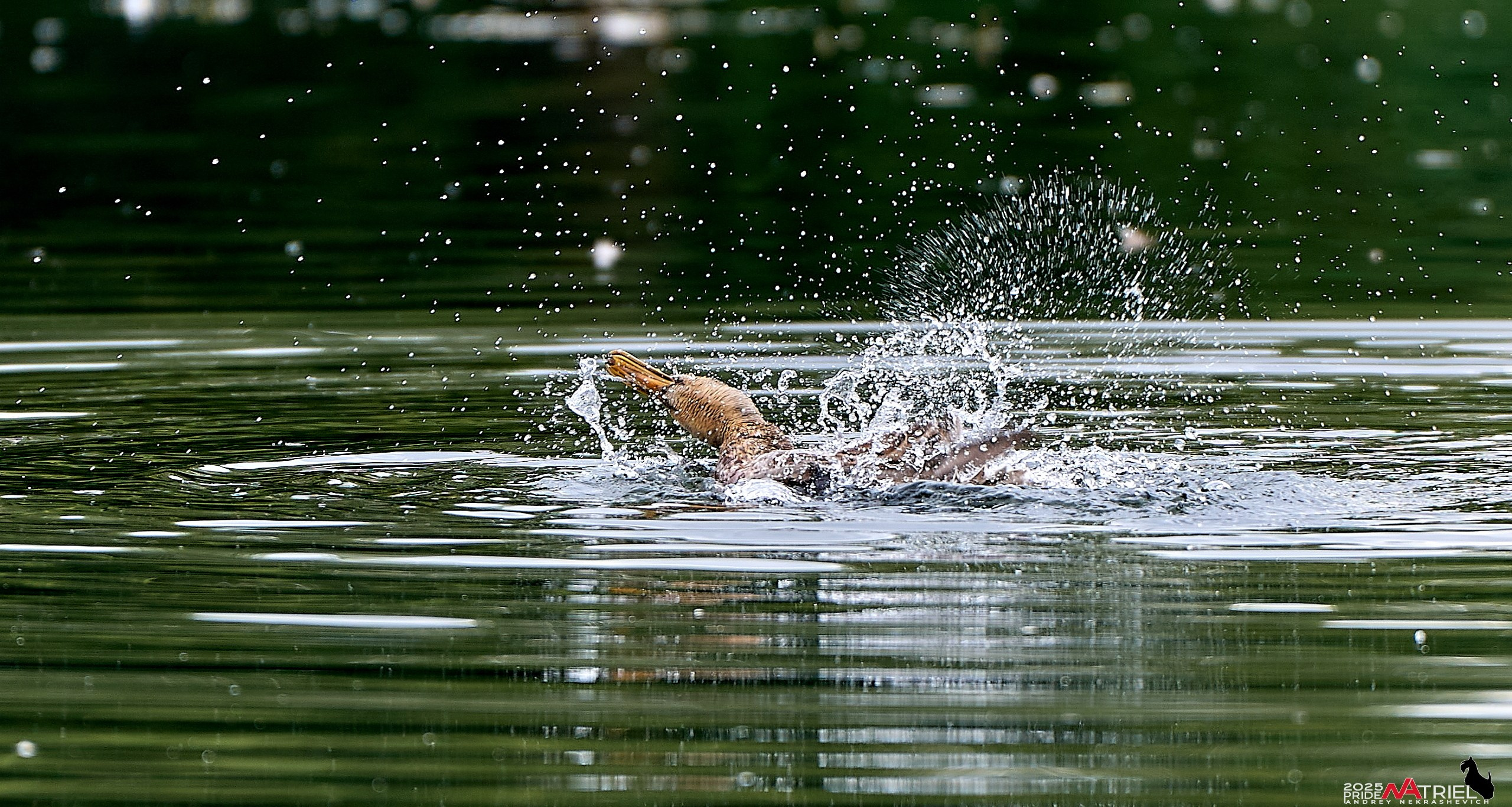 Утки на пруду
