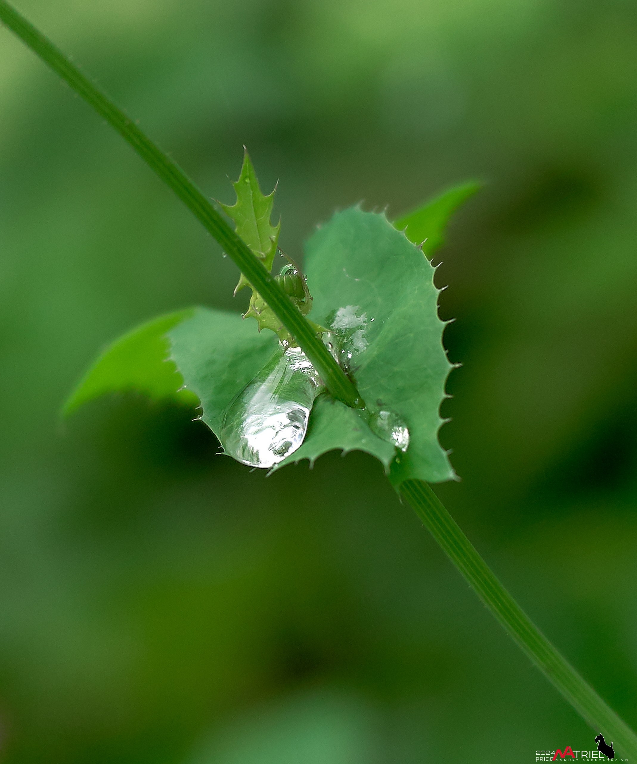 Съемка природы после дождя