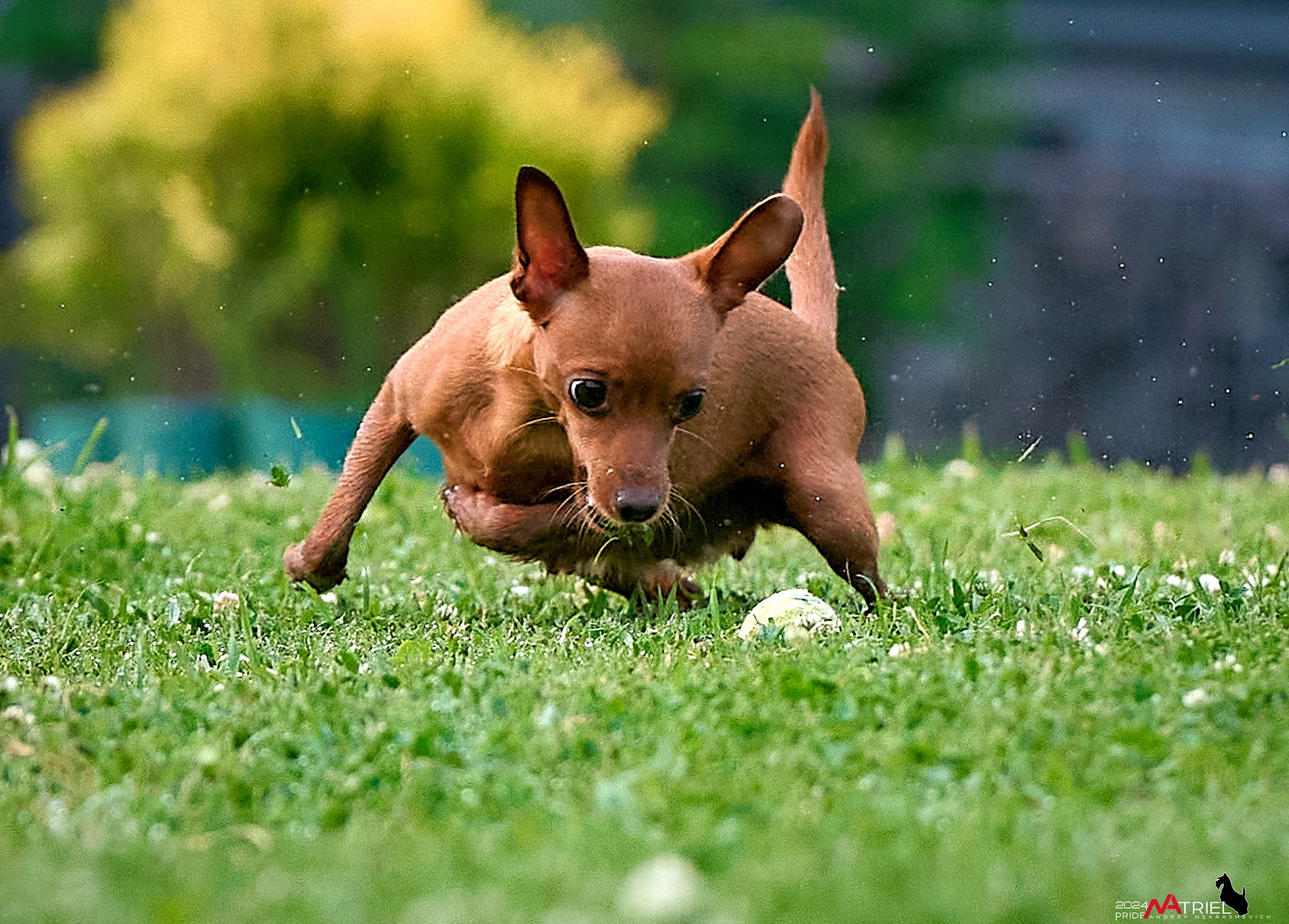 Фотопрогулка с крысариками