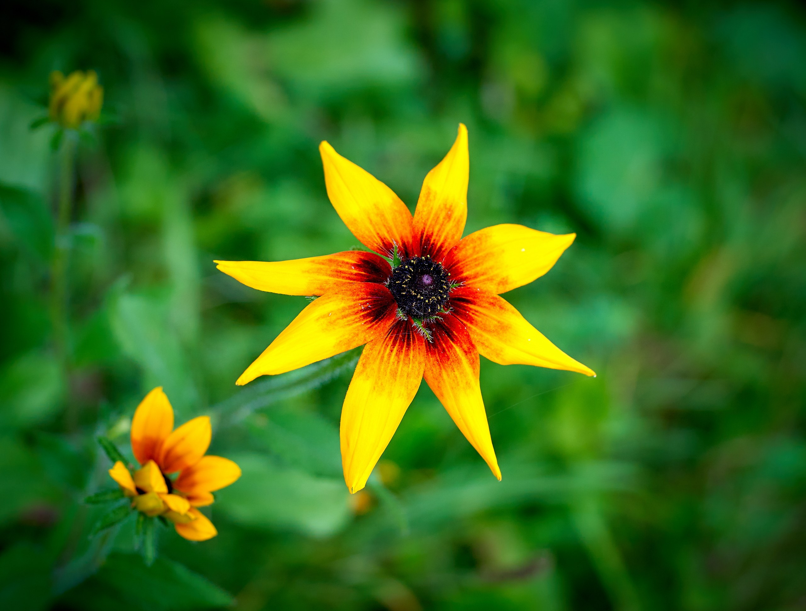 Лютики-цветочки — галерея NATRIEL