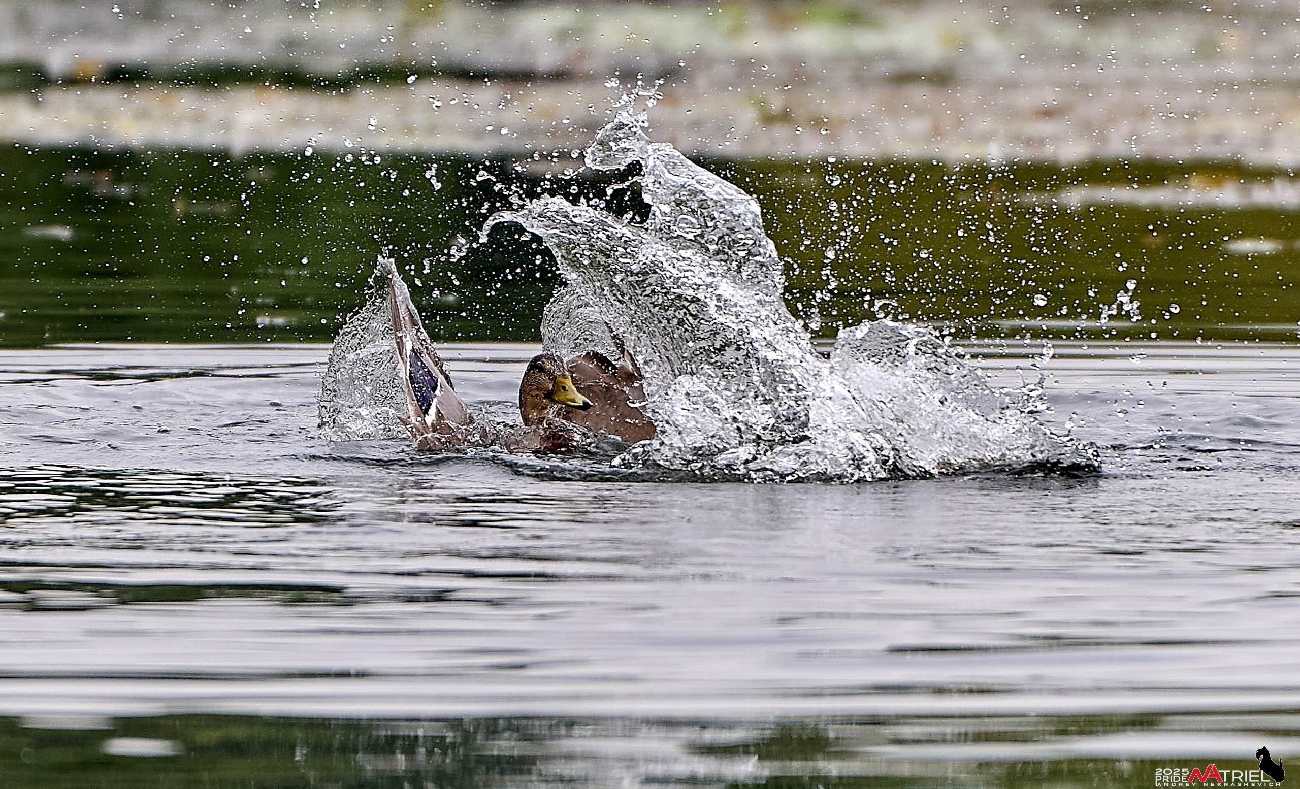 Утки на пруду