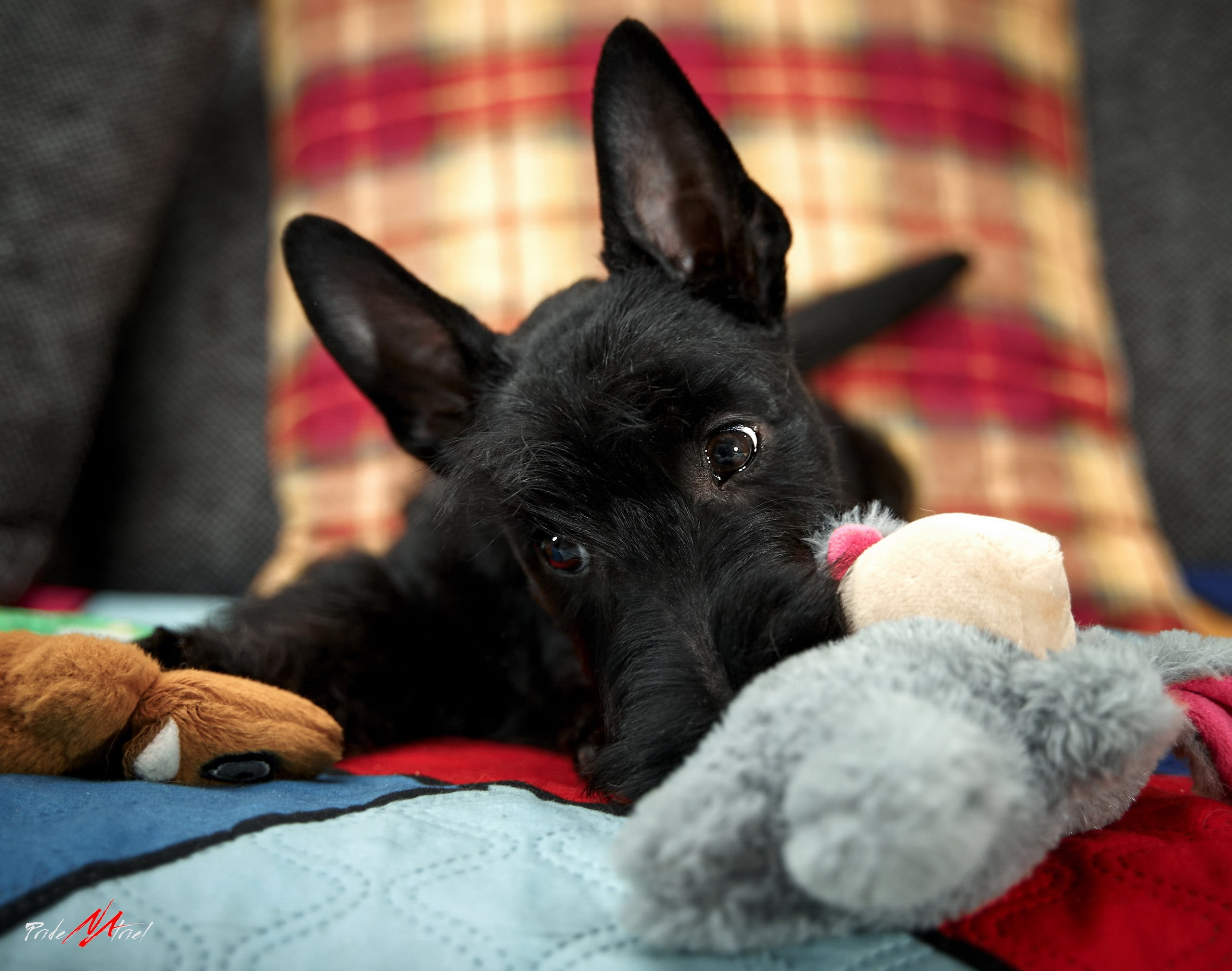 Щенки дома — галерея NATRIEL