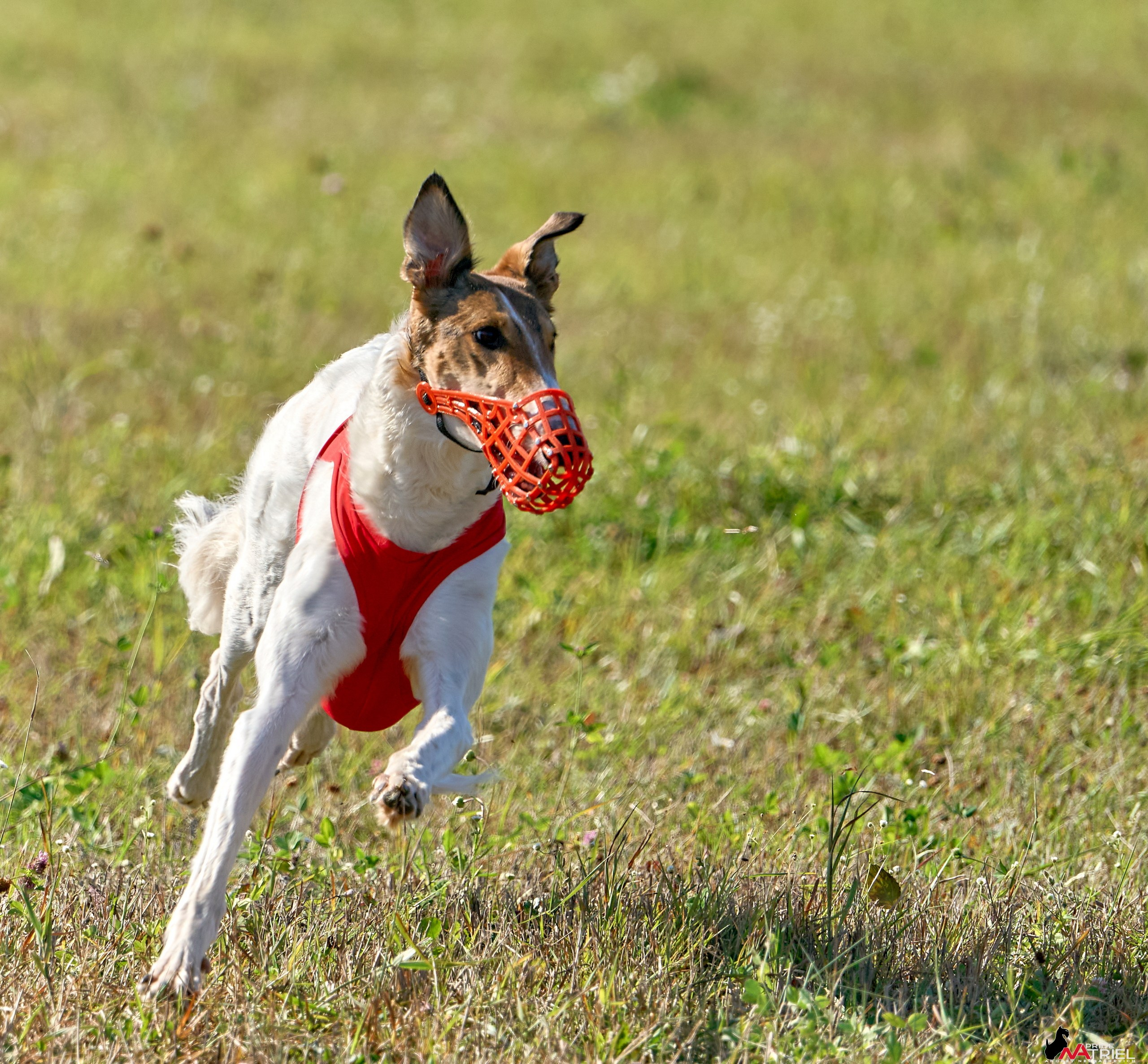 Съемка курсинг — галерея NATRIEL