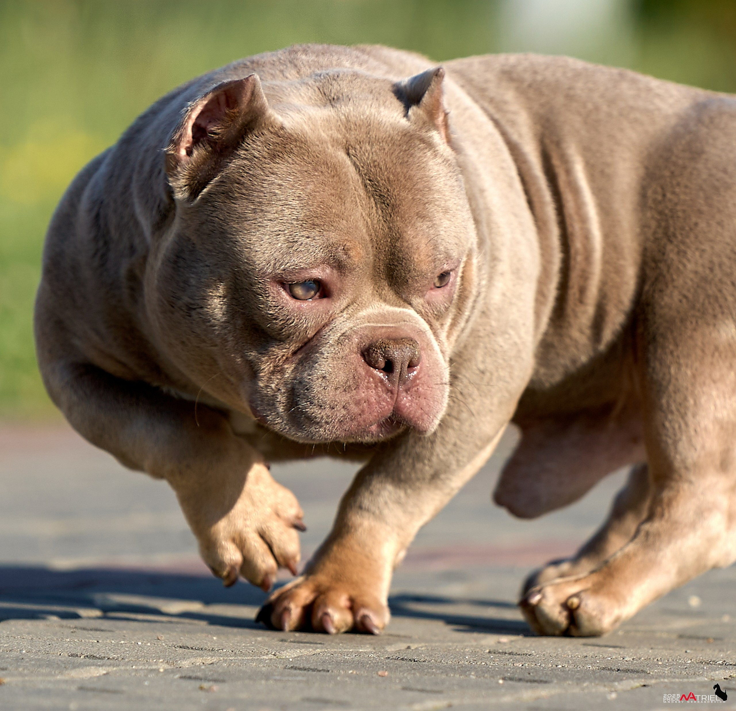 Съемка собак породы булли на природе