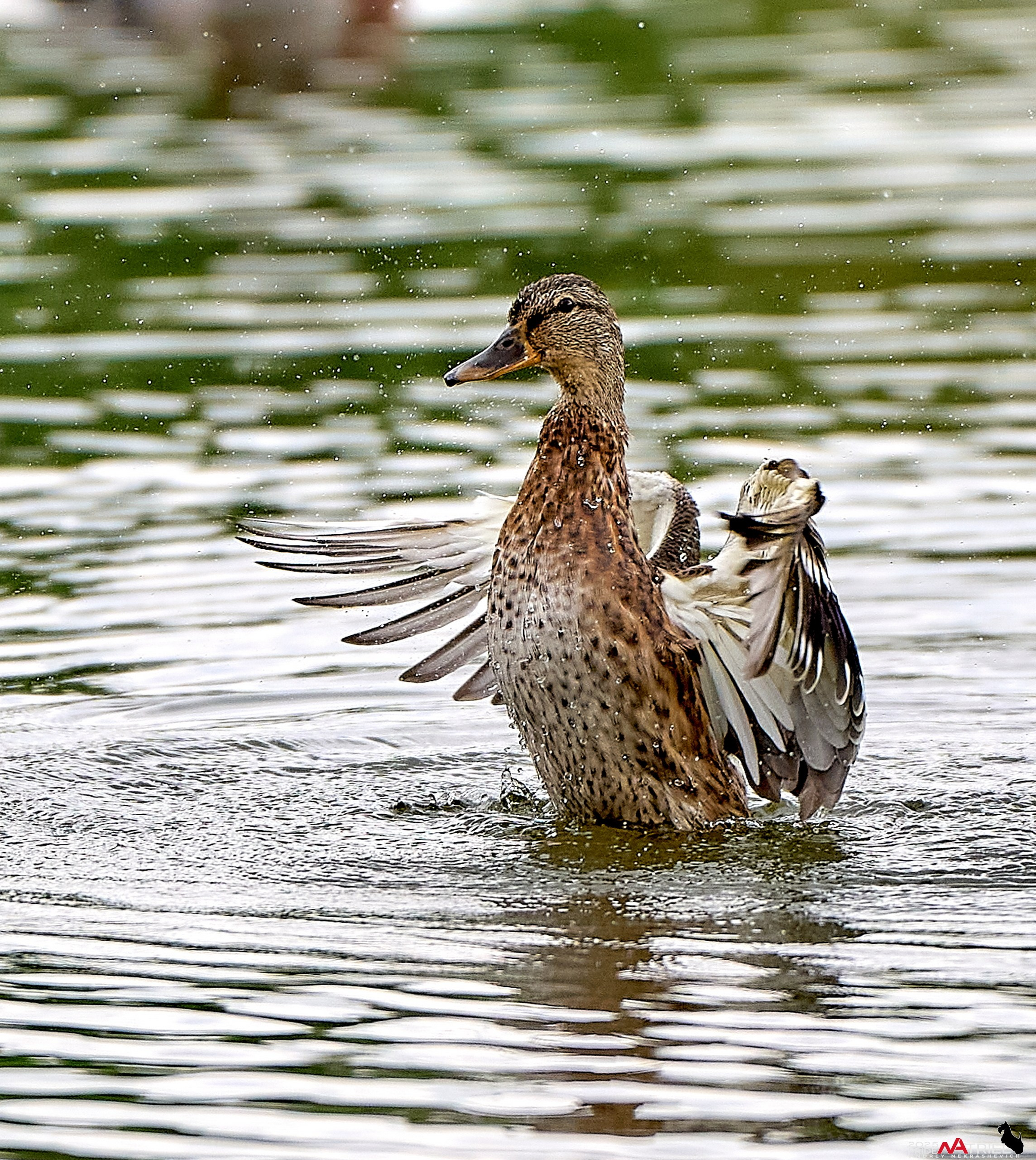 Утки на пруду