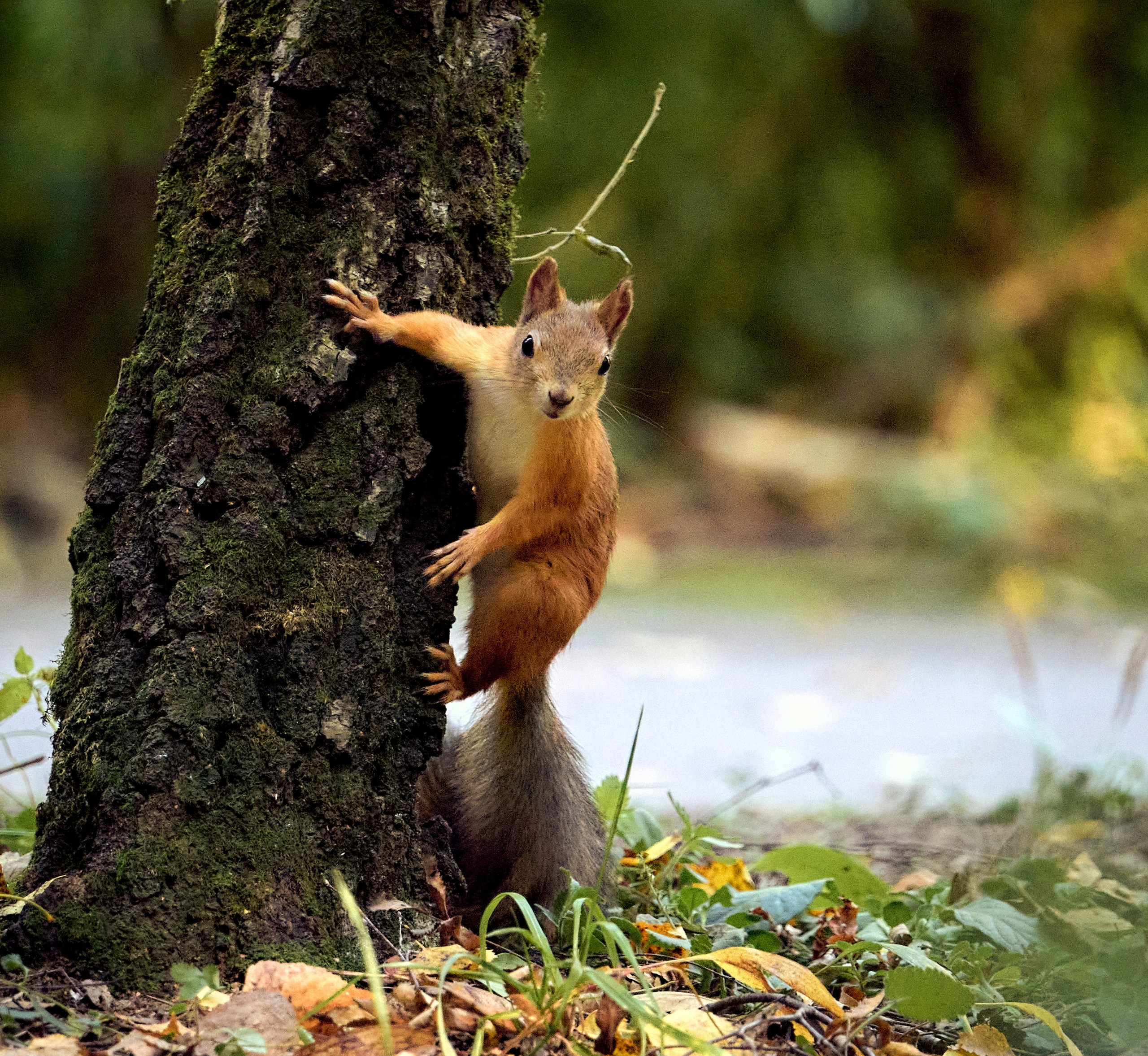 Животные — галерея NATRIEL
