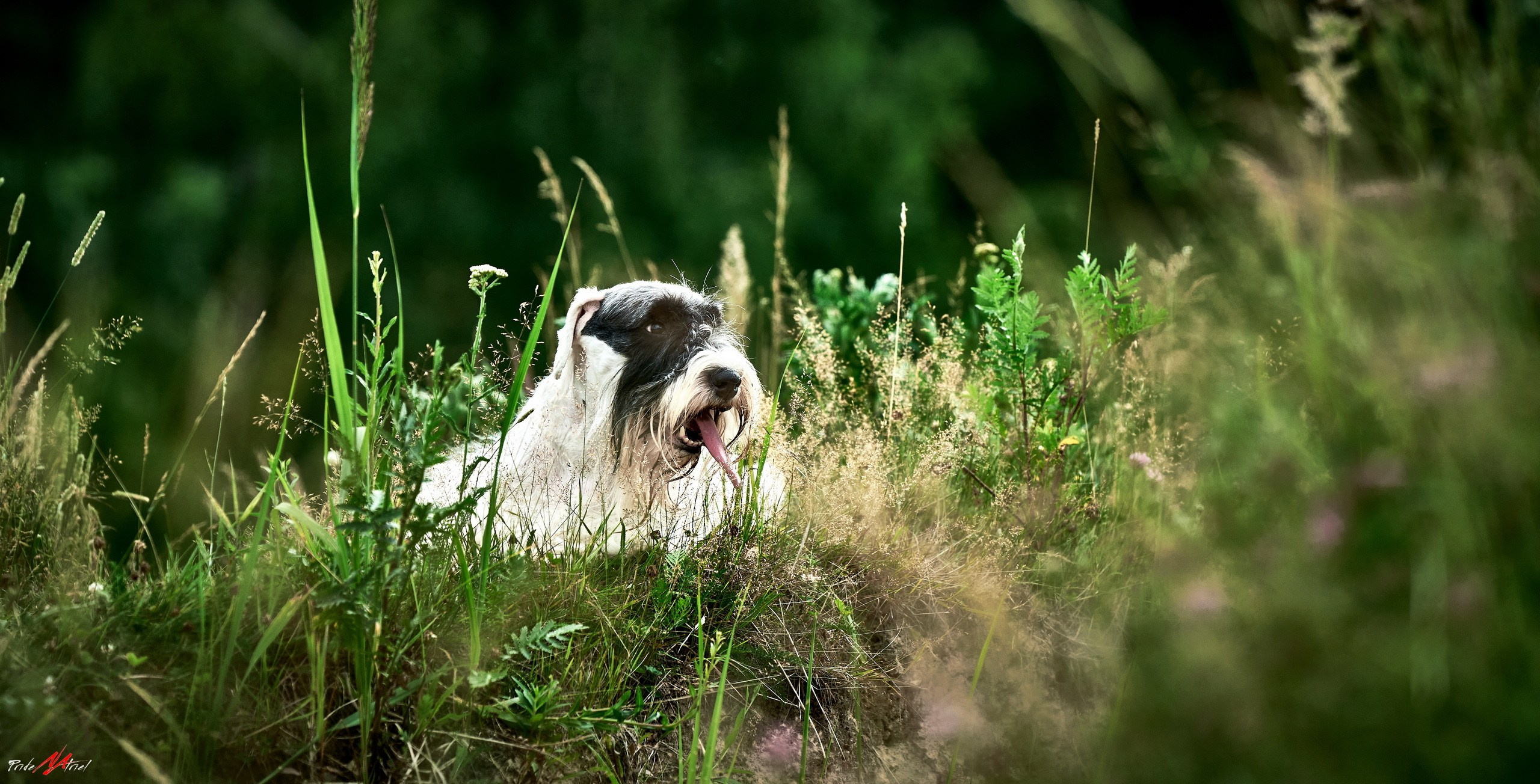Портреты собак — галерея NATRIEL
