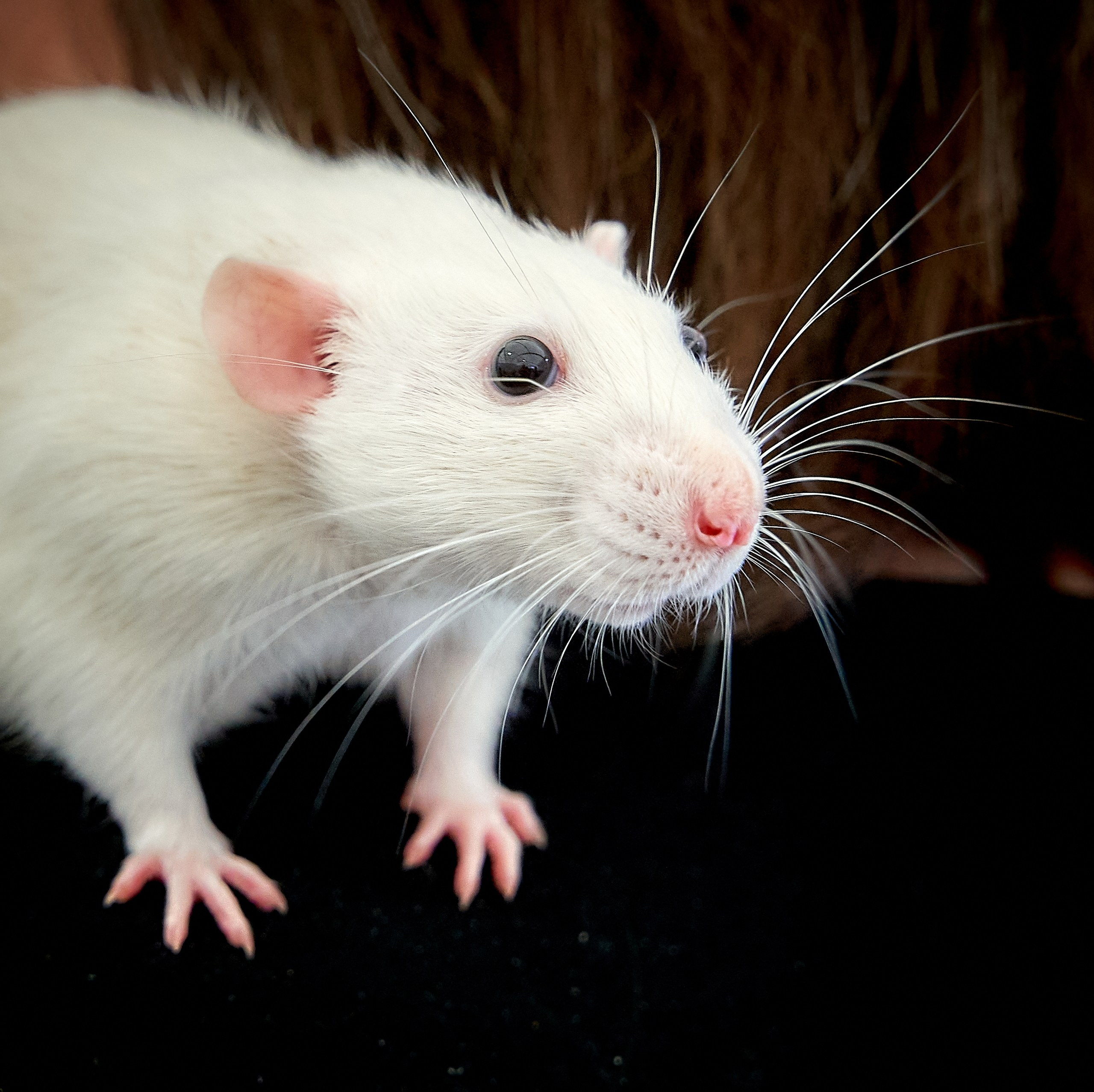 Животные — галерея NATRIEL