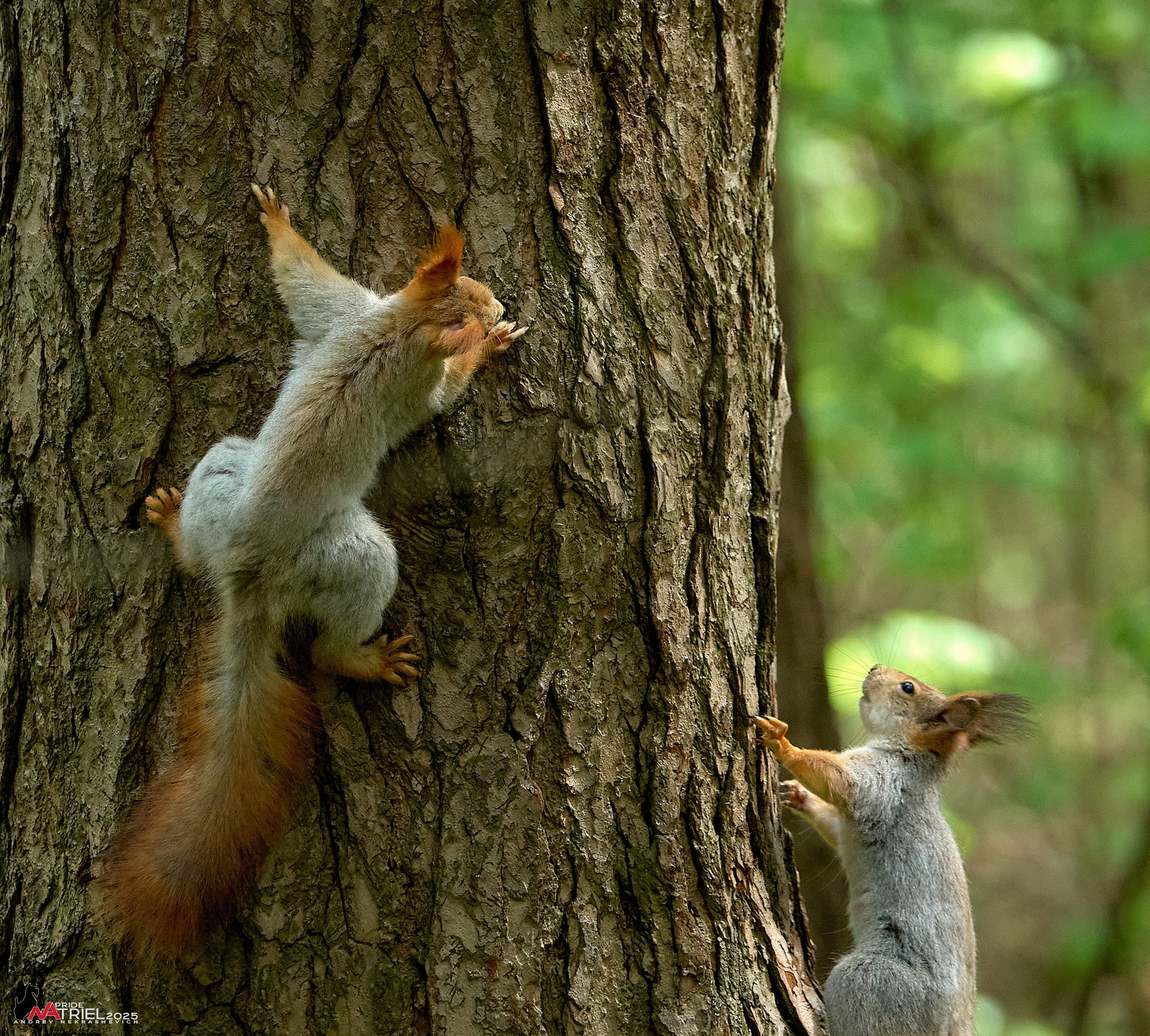 Съемка в майском лесу