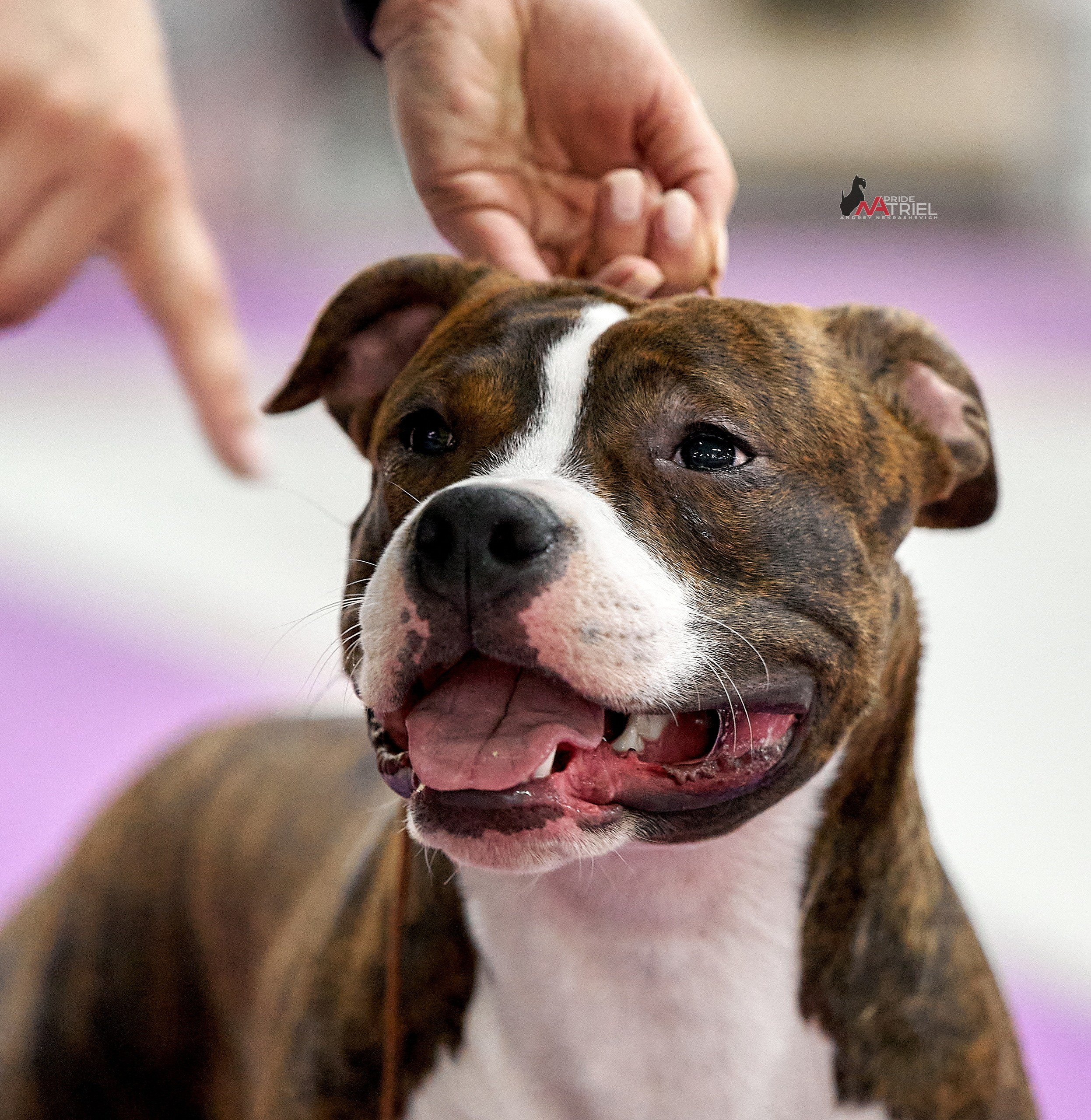 Портреты собак — галерея NATRIEL