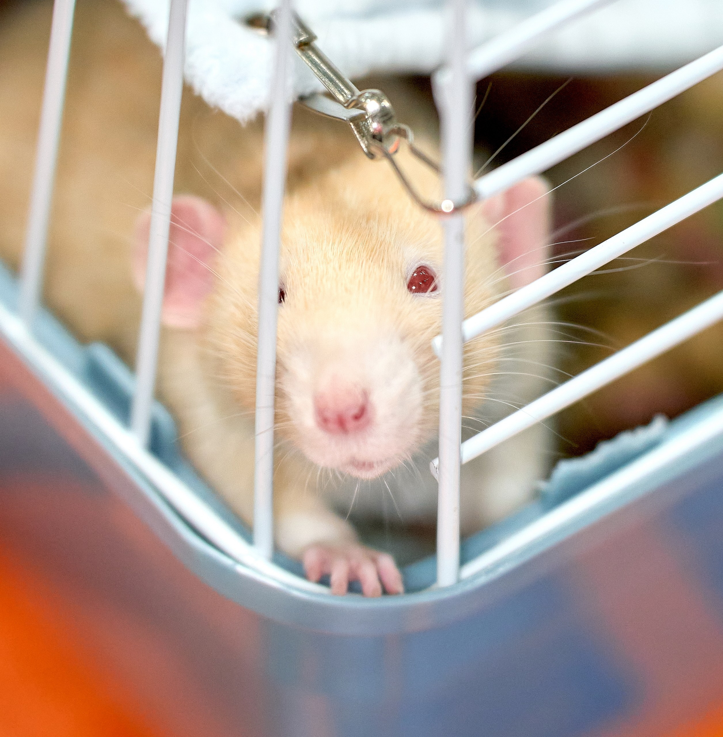 Животные — галерея NATRIEL