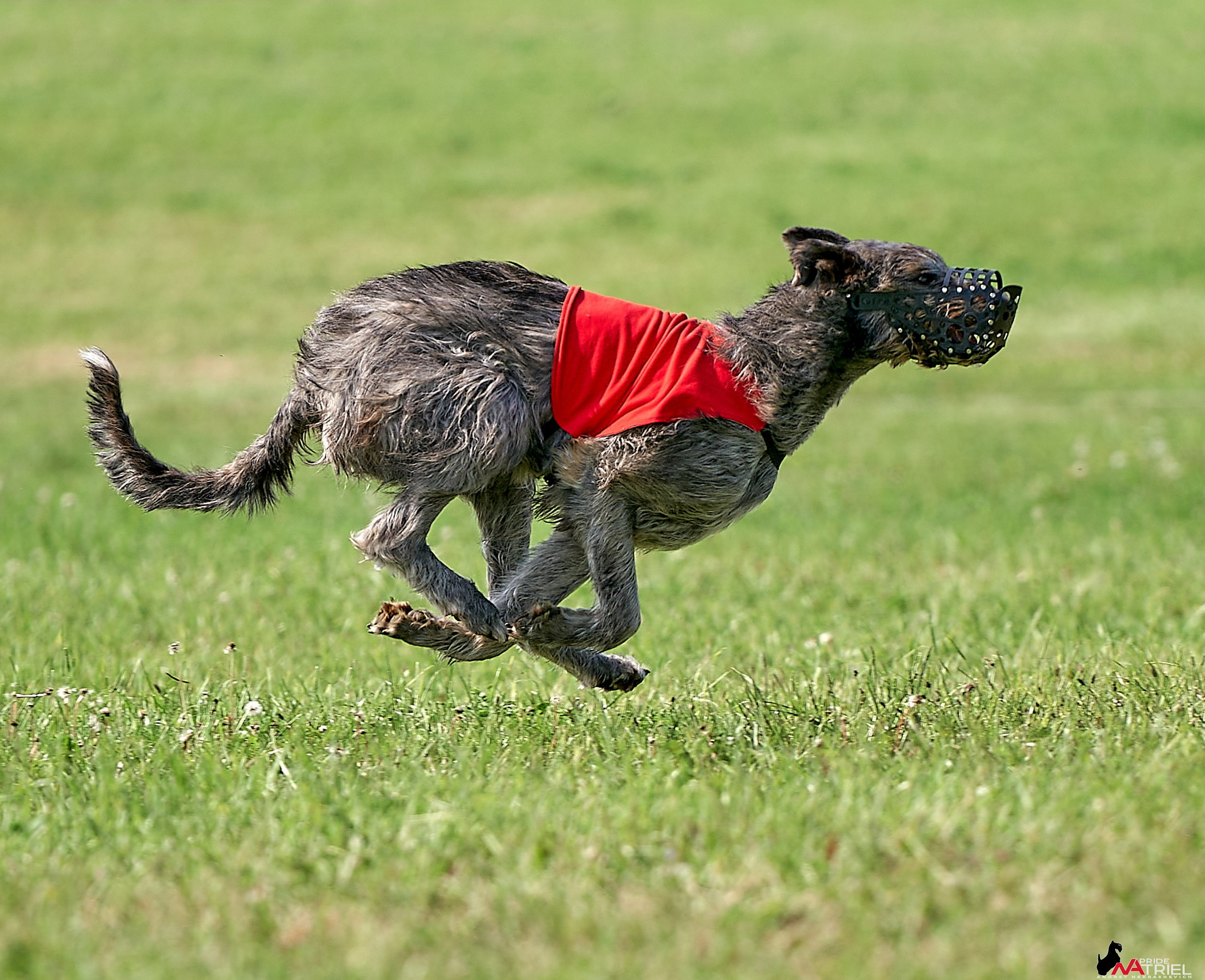 Съемка курсинг — галерея NATRIEL