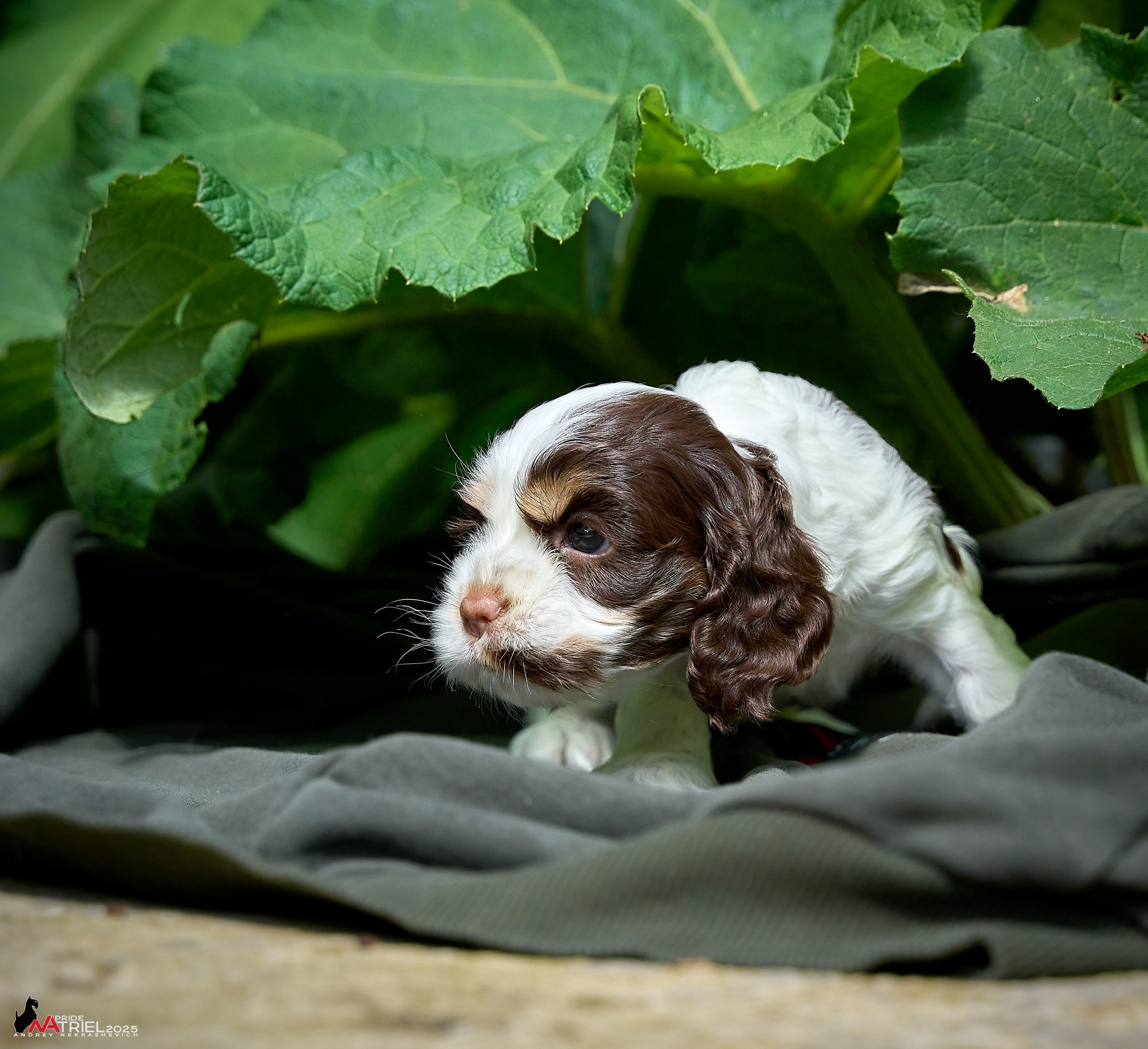 Щенки АмКокеров