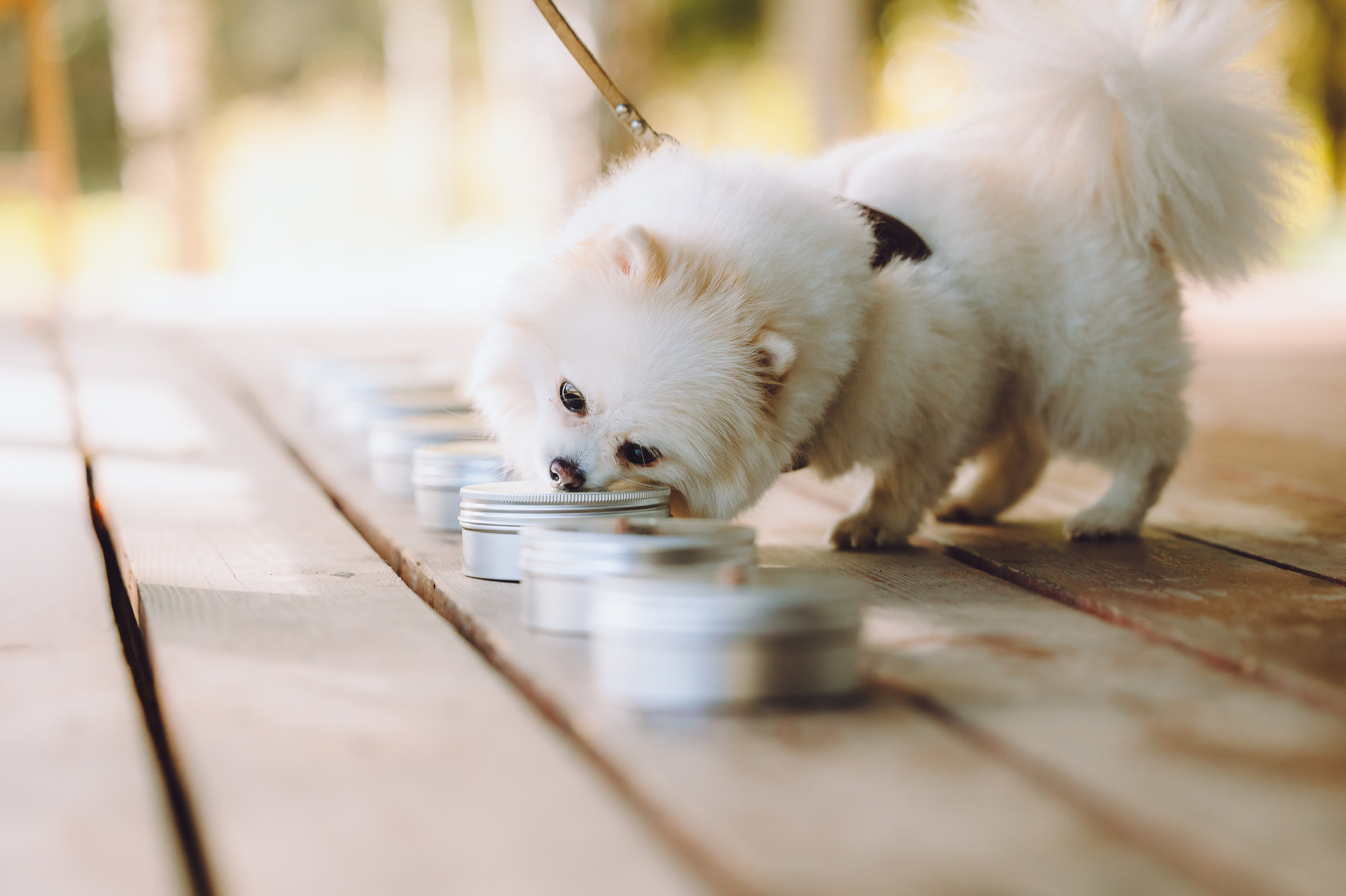 Выездной дог-тренинг от школы «Шерсть имею», Тованово