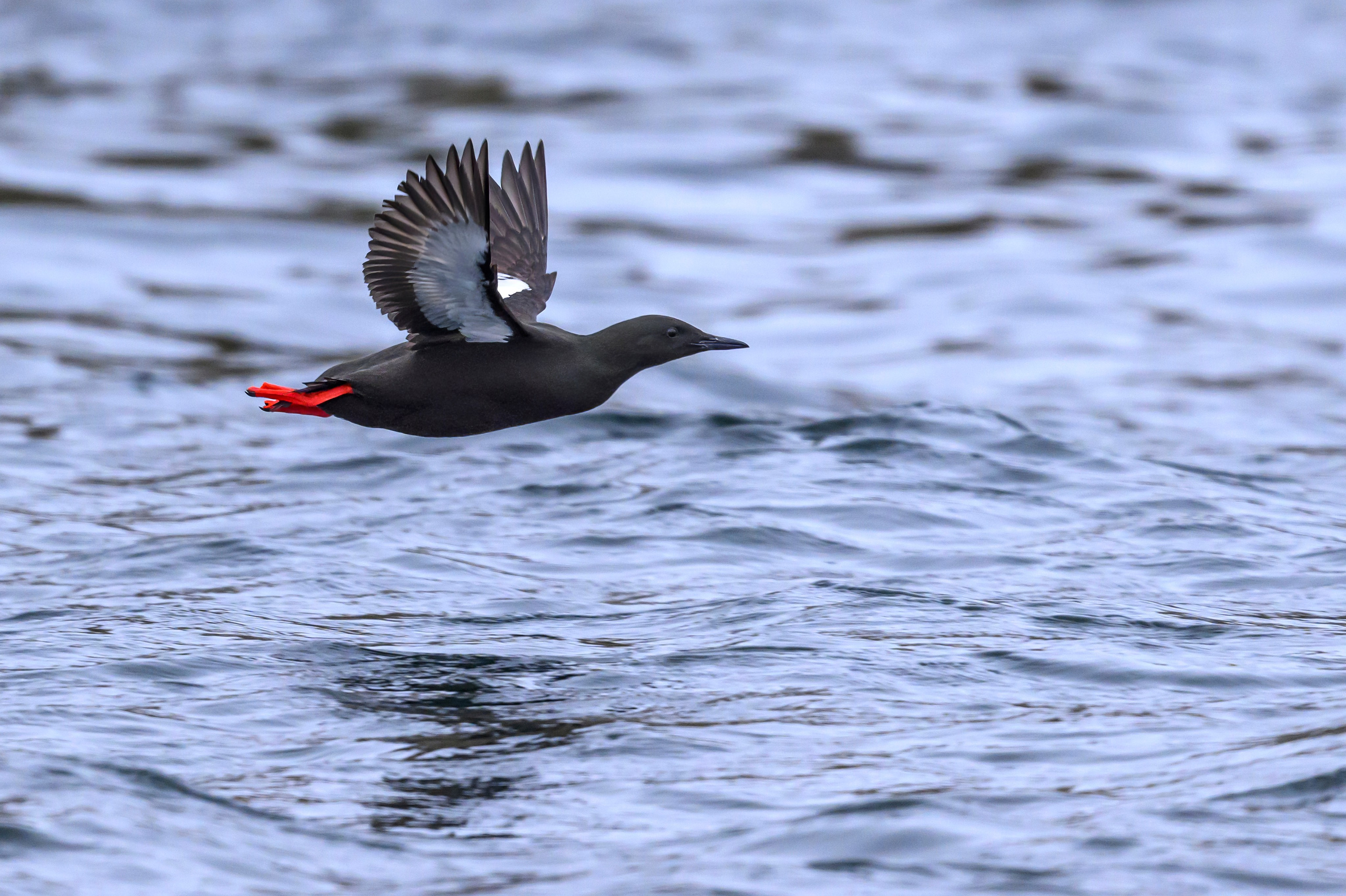 Мурманская область. Июнь 2024. Фотограф Сергей Пупонин
