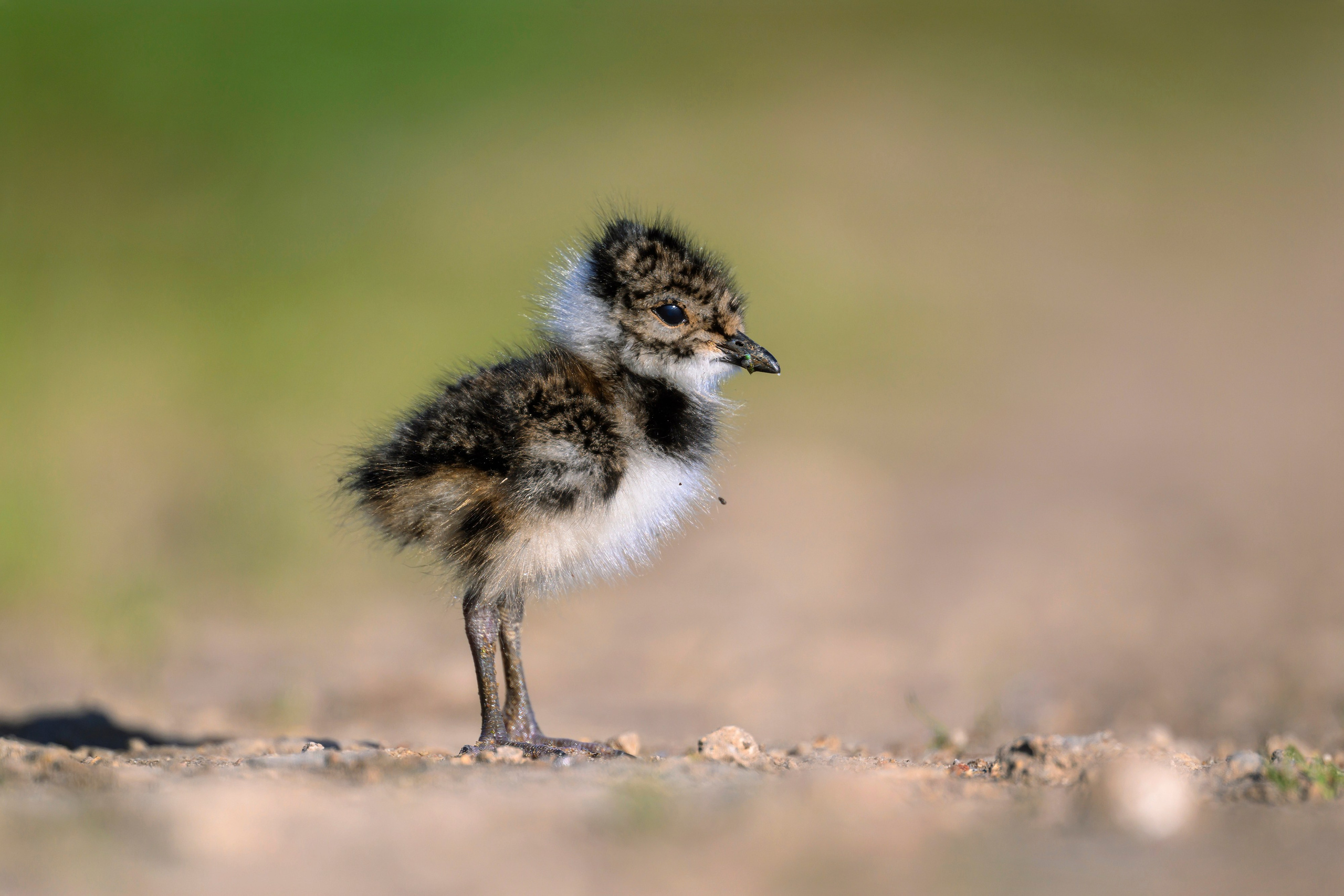 Чибисята. Wildlife photography by Sergey Puponin