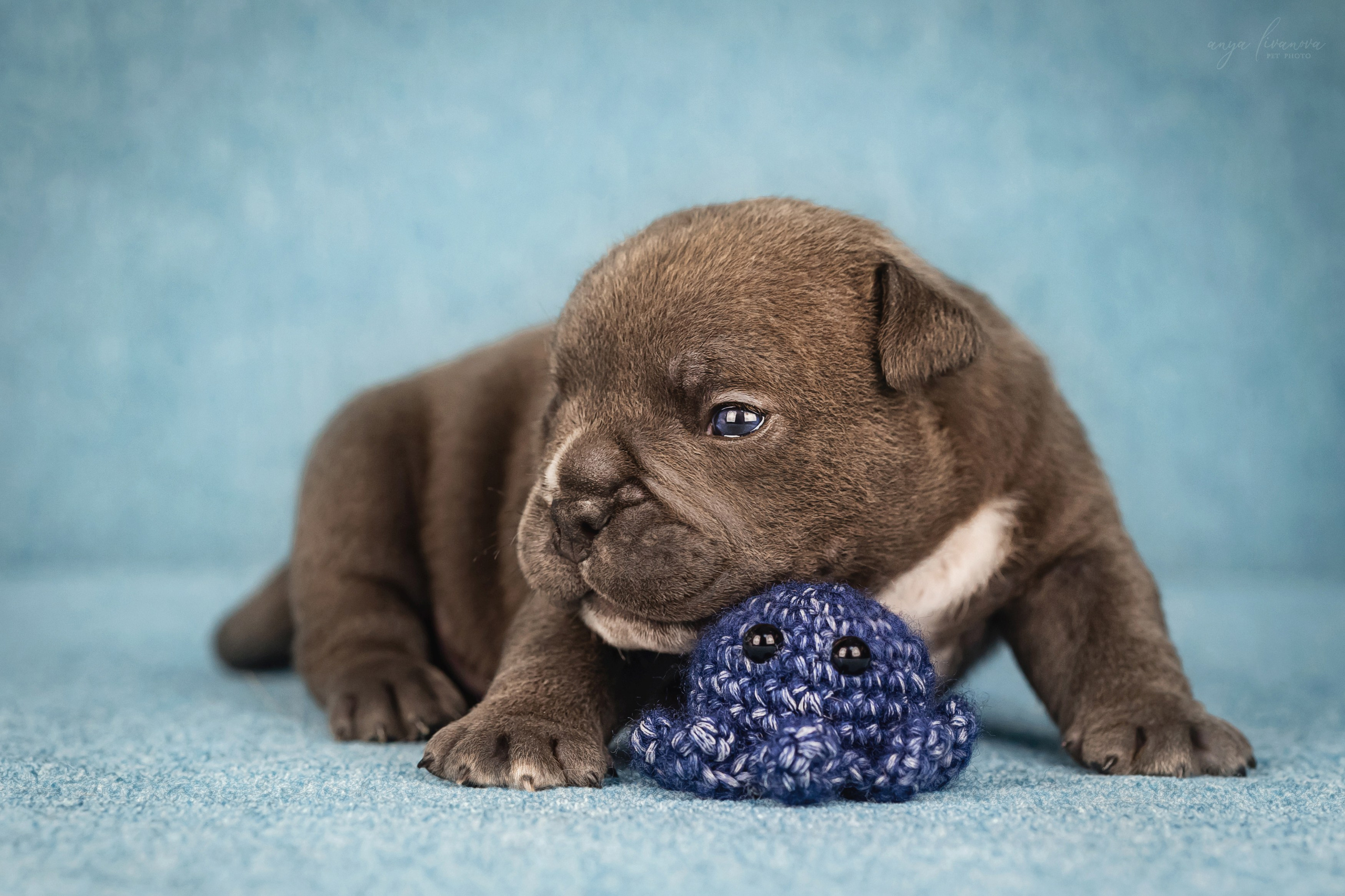 Амбулли. Фотограф анималист Аня Ливанова | Рыбинск