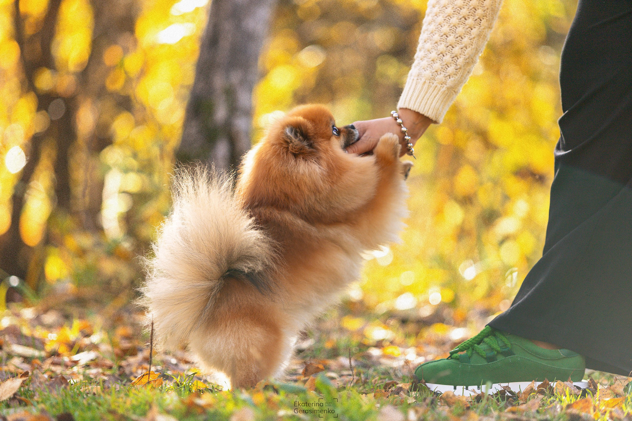 Шпиц. Htykk_photo