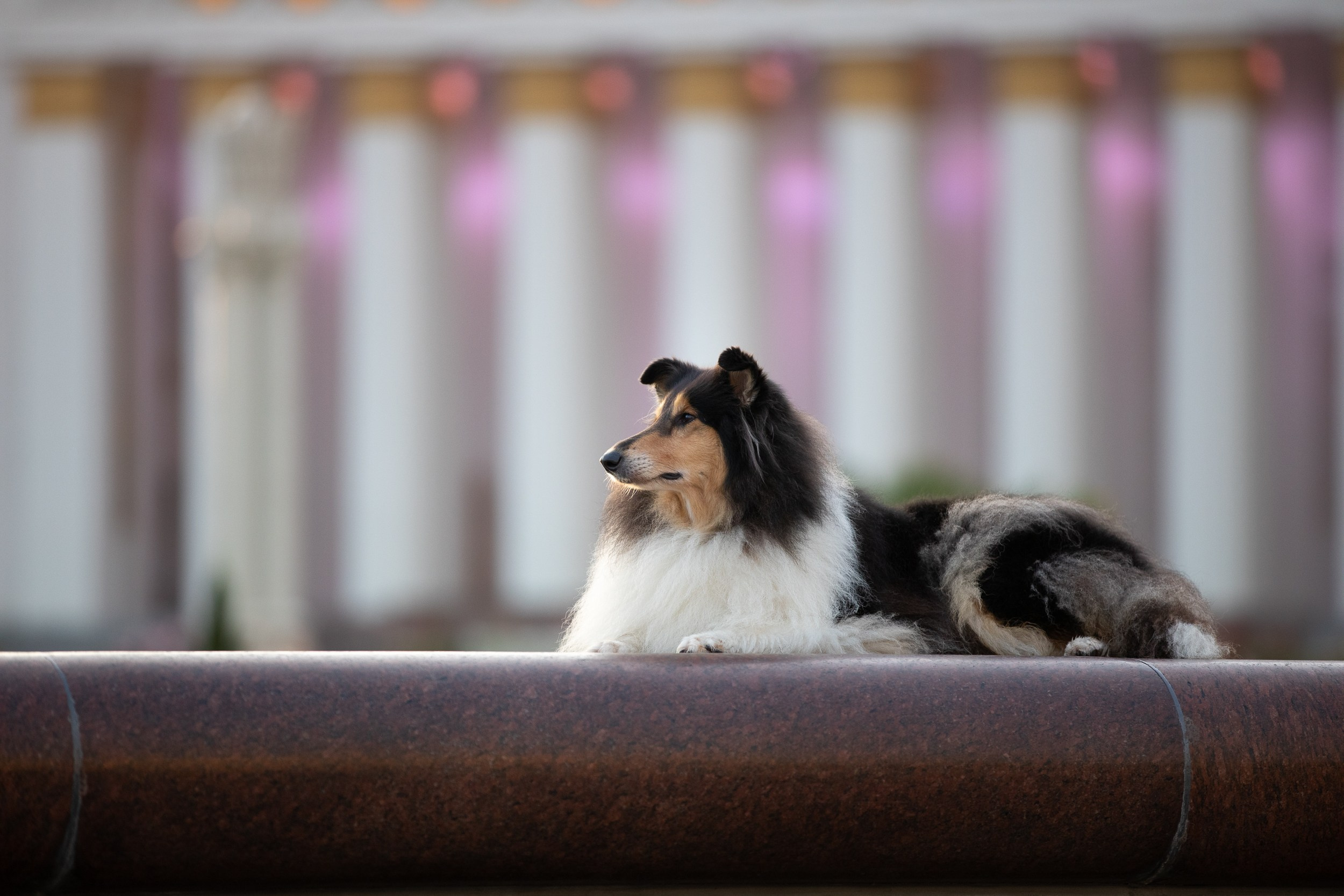 Съемка с питомцем на рассвете в Москве. Фотограф-анималист в Москве и Московской области Татьяна Фролова