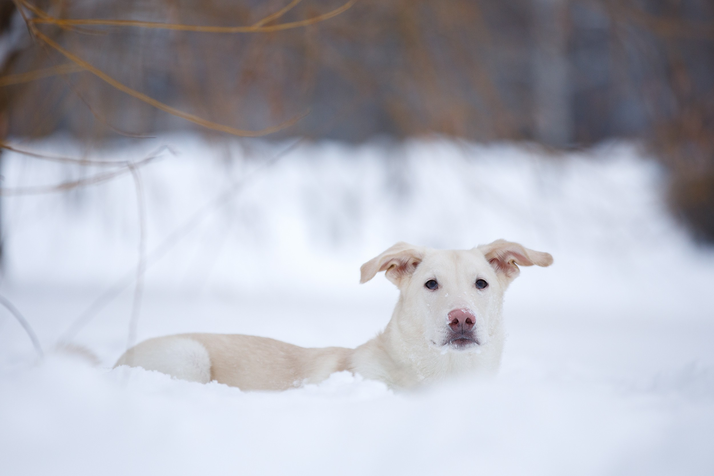 Фотопрогулка с Авророй и Амуром в Гольяново. Фотограф-анималист в Москве и Московской области Татьяна Фролова