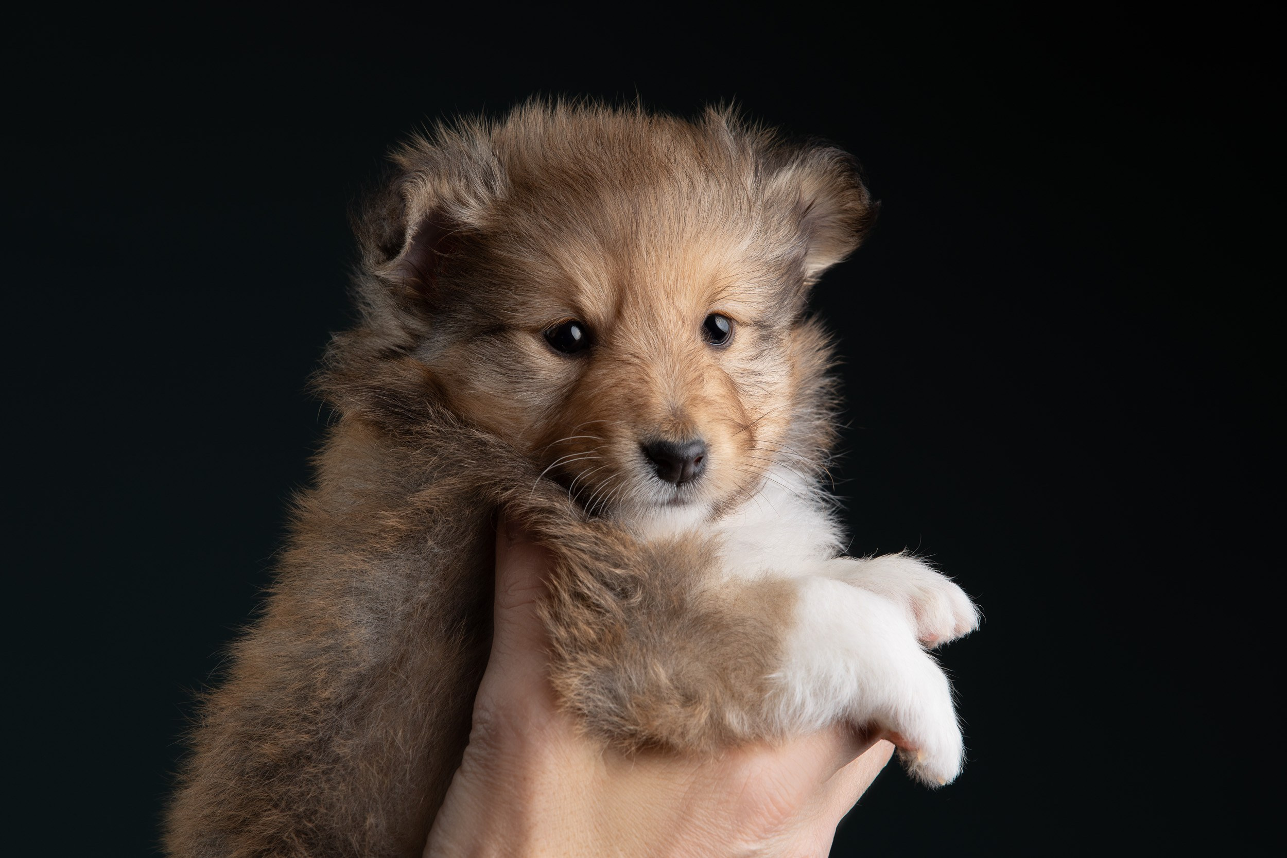 Фото соболиных щенков шелти в возрасте 7 недель на голубом фоне. Фотограф-анималист в Москве и Московской области Татьяна Фролова