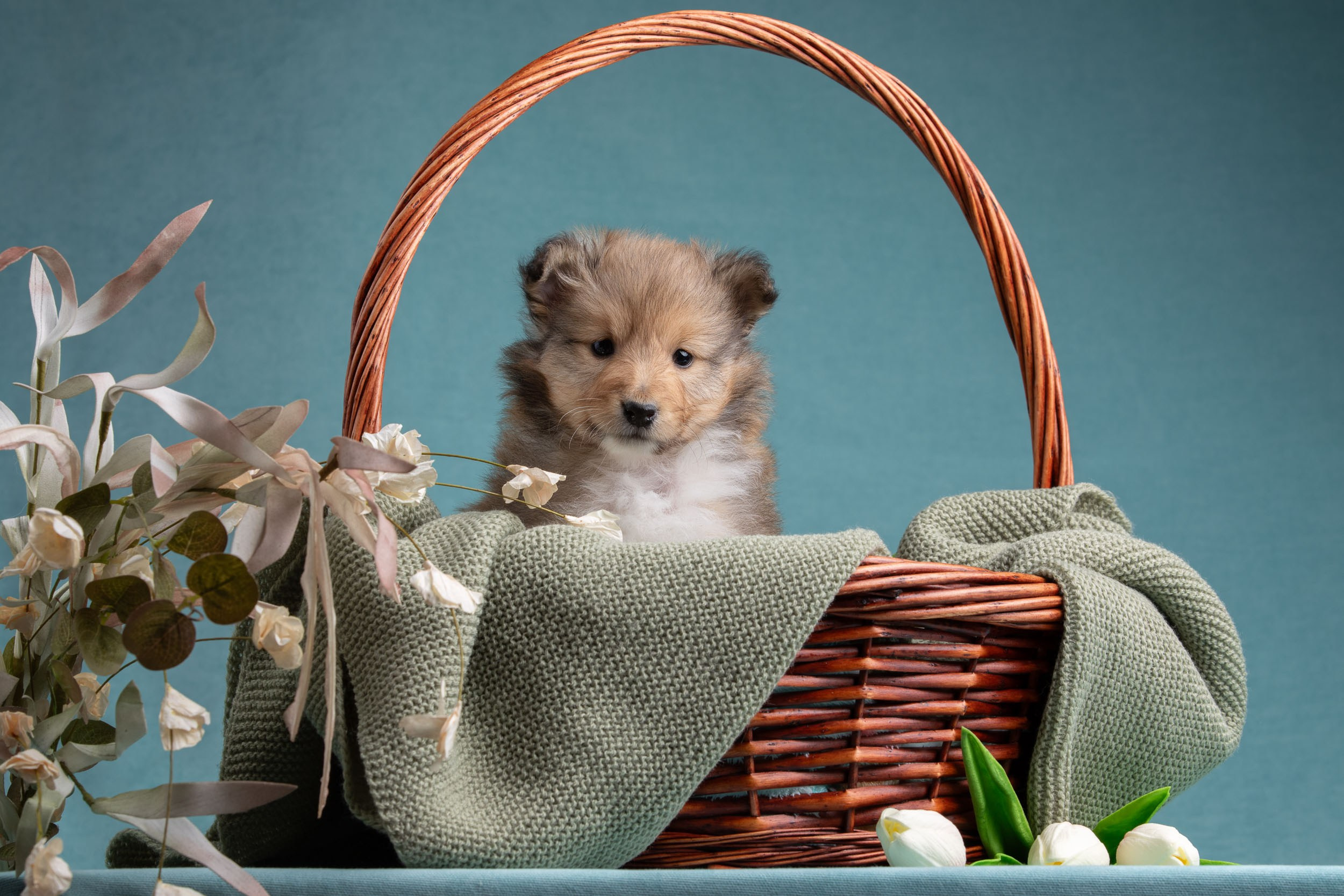Фото соболиных щенков шелти в возрасте 7 недель на голубом фоне. Фотограф-анималист в Москве и Московской области Татьяна Фролова