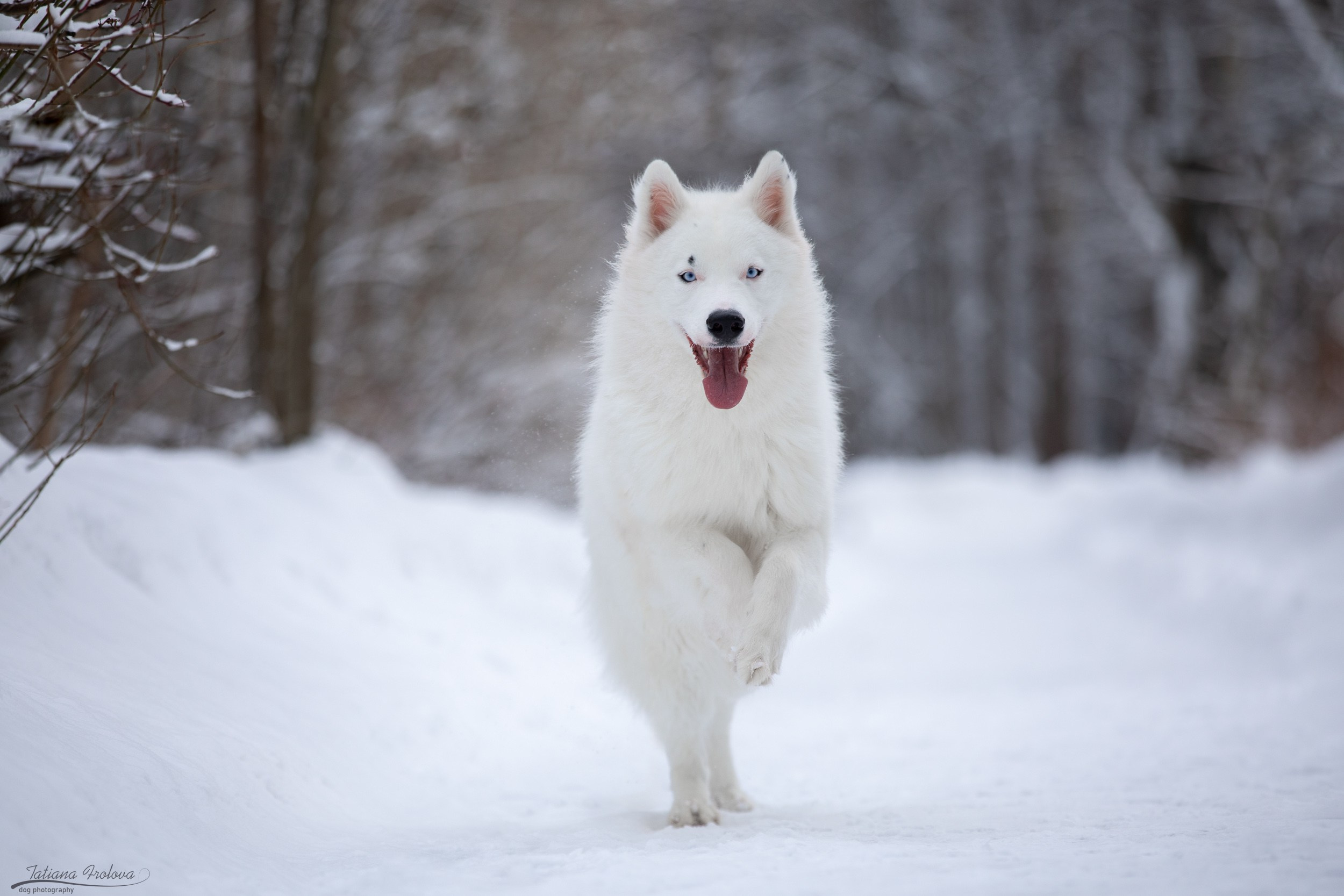 Фотопрогулка в парке Измайлово с якутской лайкой и его хозяйкой. Фотограф-анималист в Москве и Московской области Татьяна Фролова