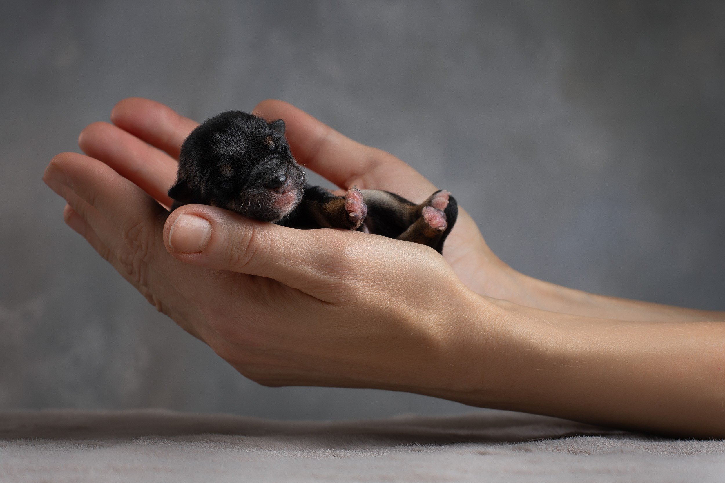 Ньюборн съемка для помета новорожденных щенков мамесиба. Фотограф-анималист в Москве и Московской области Татьяна Фролова