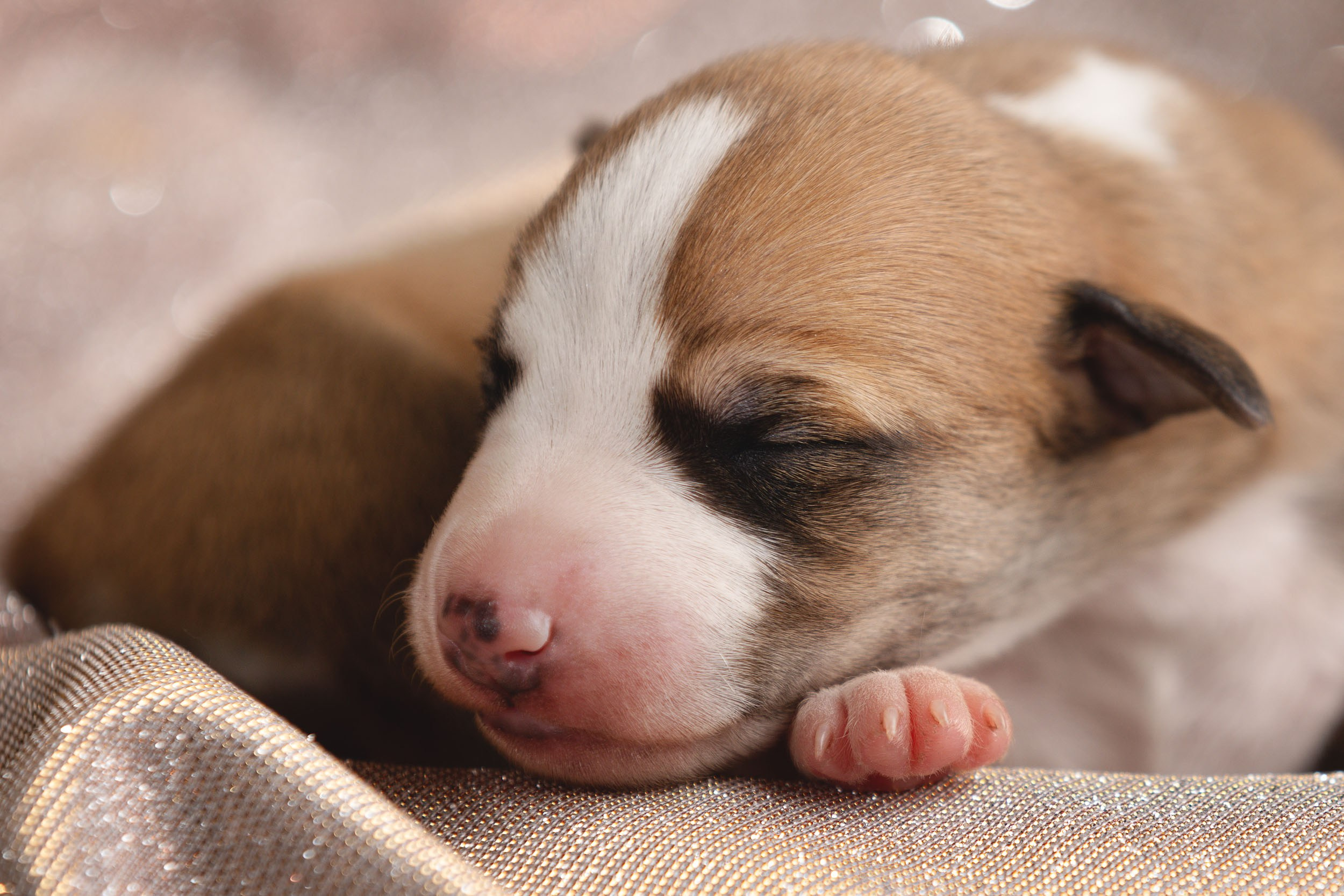 Ньюборн для щенков уиппета. Фотограф-анималист в Москве и Московской области Татьяна Фролова