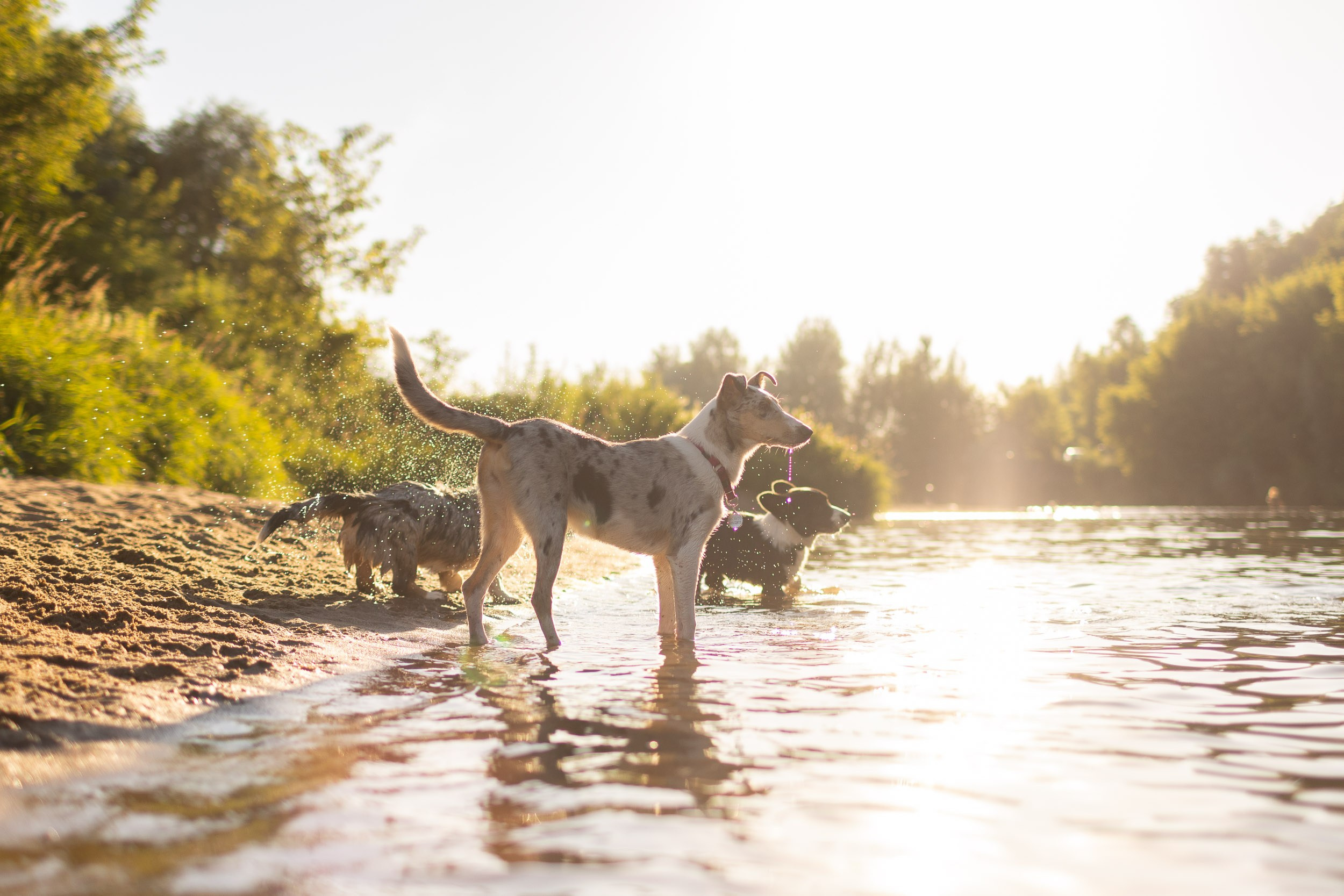 Купание щенков в стиле лайфстайл. Фотограф-анималист в Москве и Московской области Татьяна Фролова