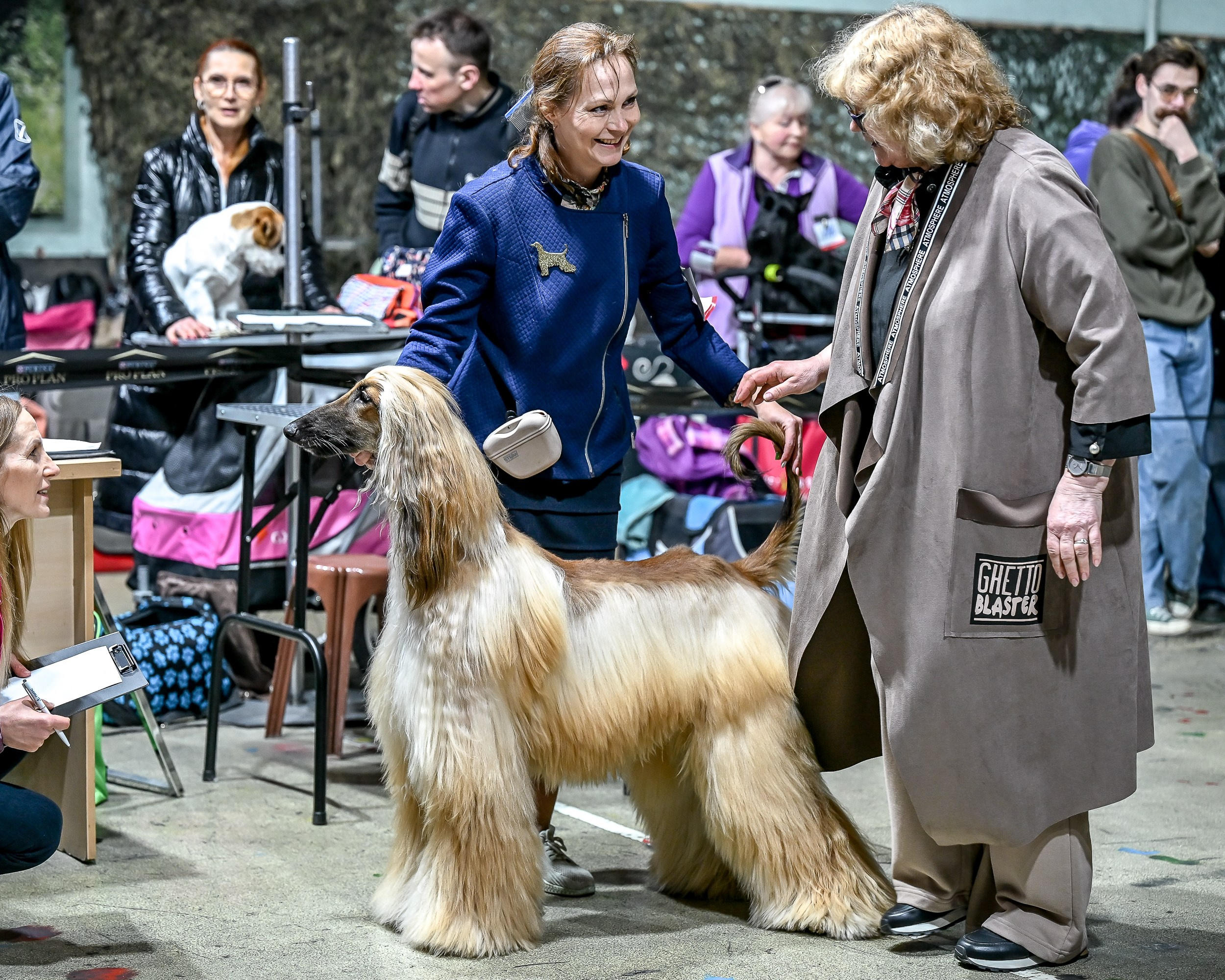 29.03.2026 KOO. Галерея фотографий афганской борзой