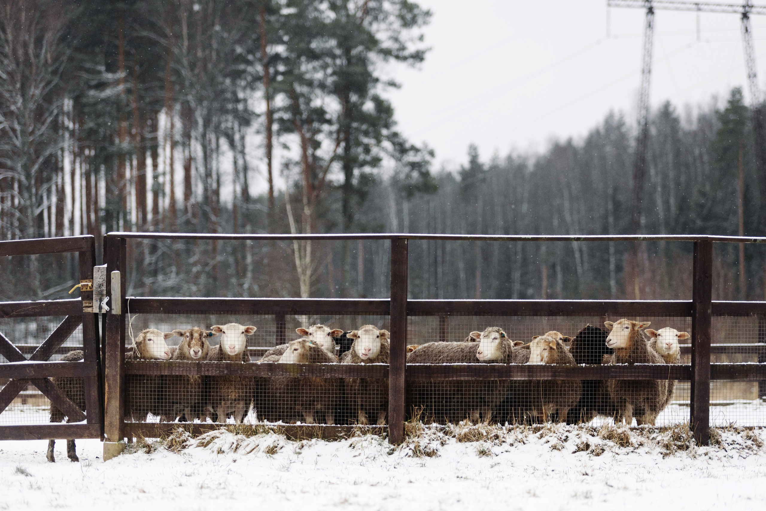 Пастьба. Фотограф Кузина Вера